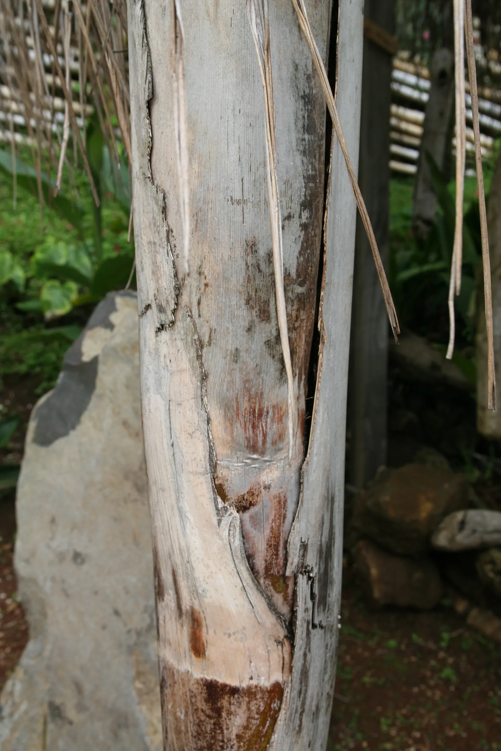 Queen Palm (Syagrus Romanzoffiana) — This fast-growing palm thrives in USDA zones 9b through 11, requiring full sun and well-drained soil; its smooth, gray