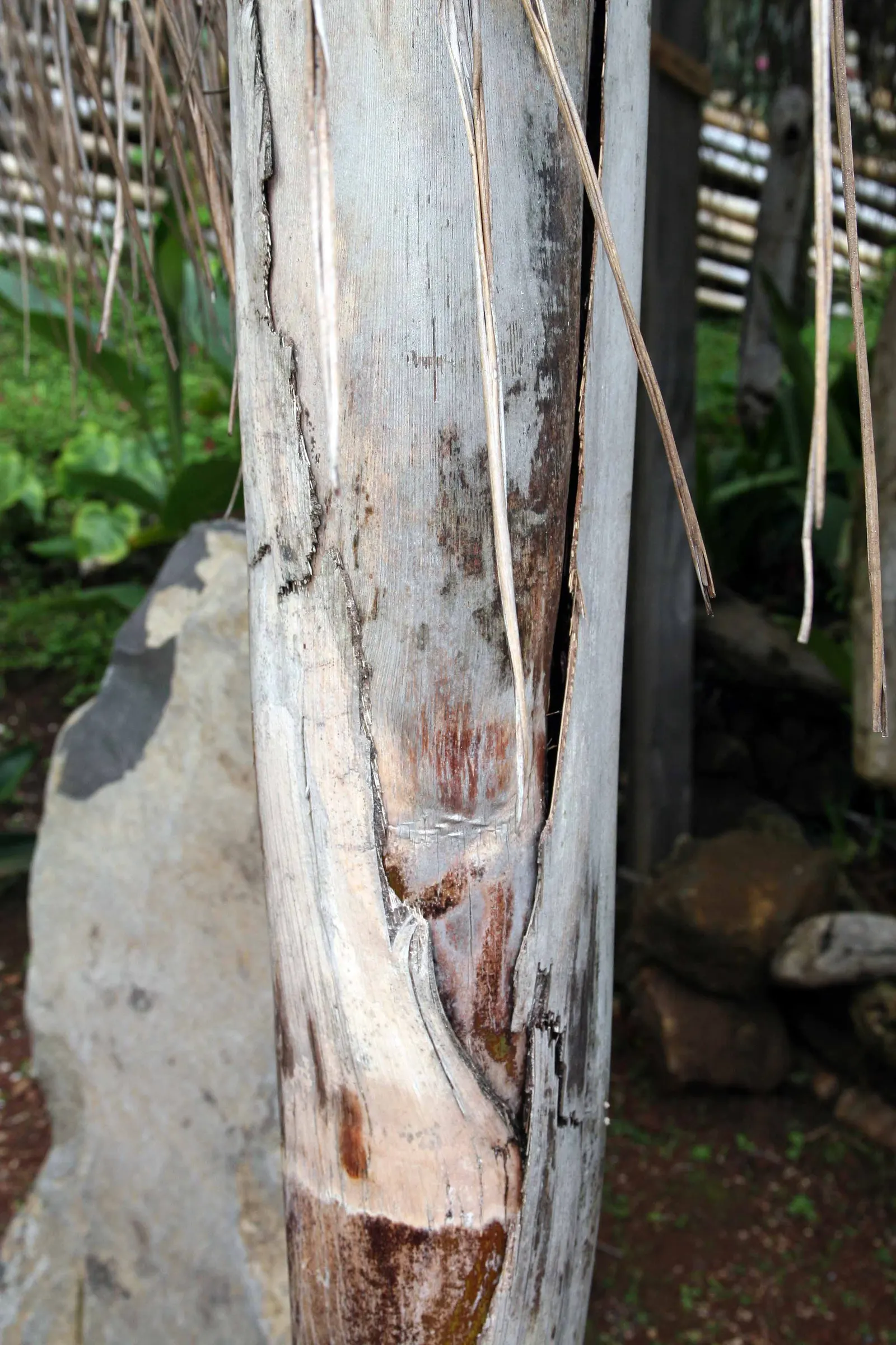 Queen Palm (Syagrus Romanzoffiana) — tropical landscape staple