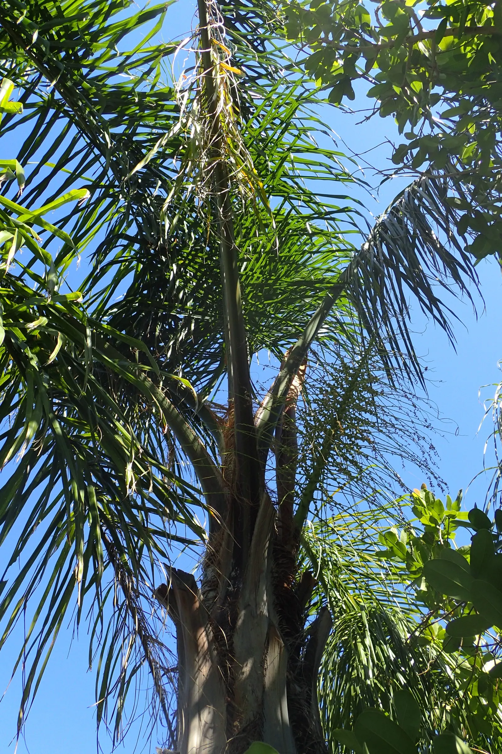 Queen Palm (Syagrus Romanzoffiana) — the Queen Palm is both drought tolerant once established and moderately salt-tolerant; its smooth, gray trunk supports a