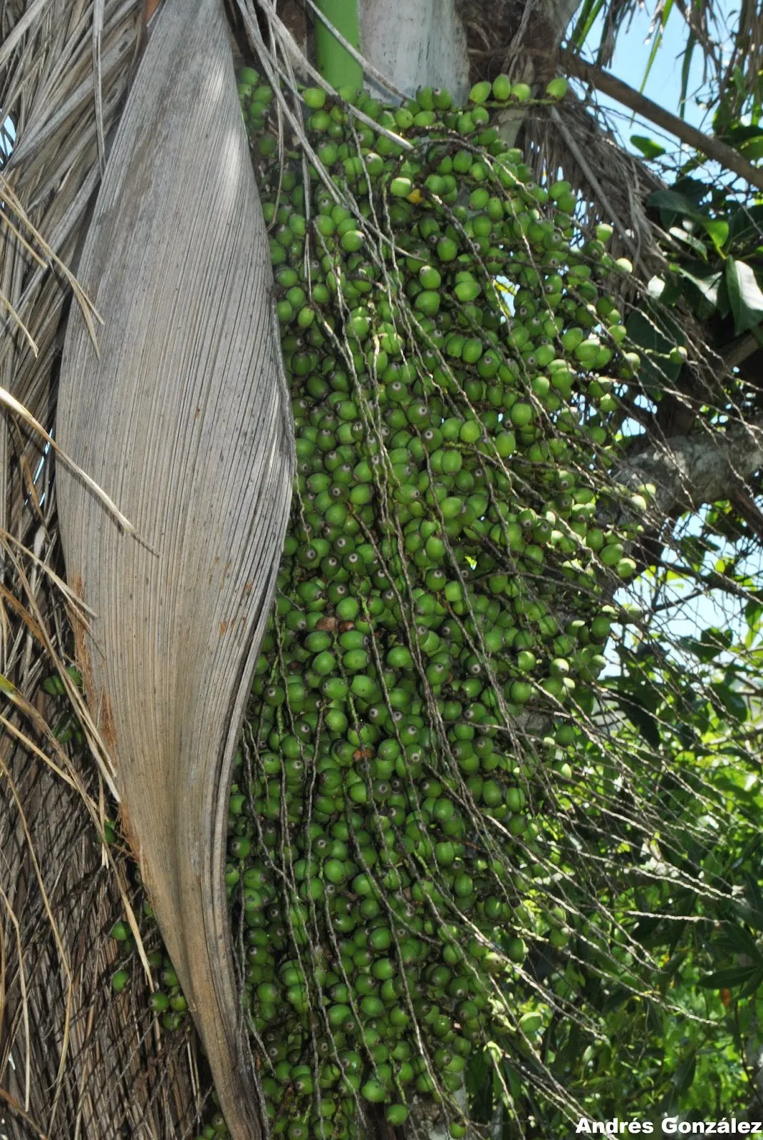Queen Palm (Syagrus Romanzoffiana) — providing a statuesque addition to any landscape design.<br><br>The Queen Palm is characterized by a sleek; which is