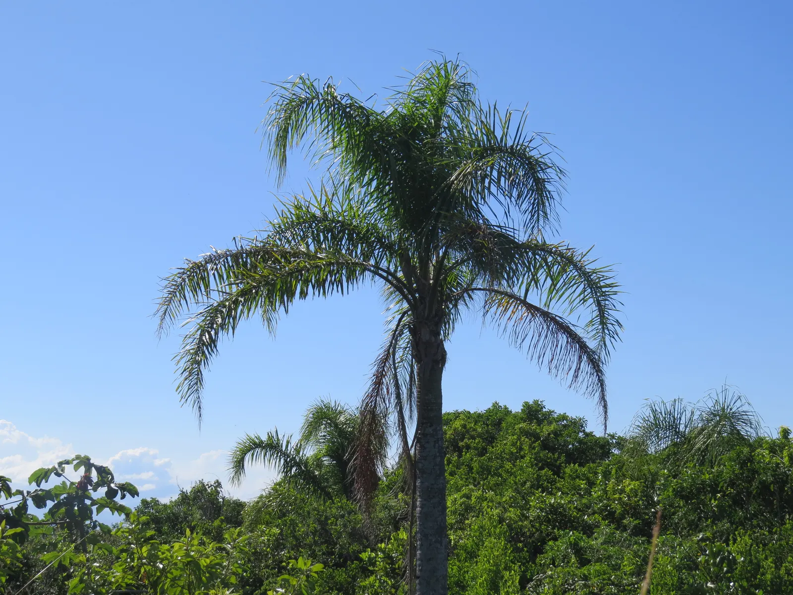 Queen Palm (Syagrus Romanzoffiana) — reaching heights of up to 50 feet; contributing to the plant's lush aesthetic