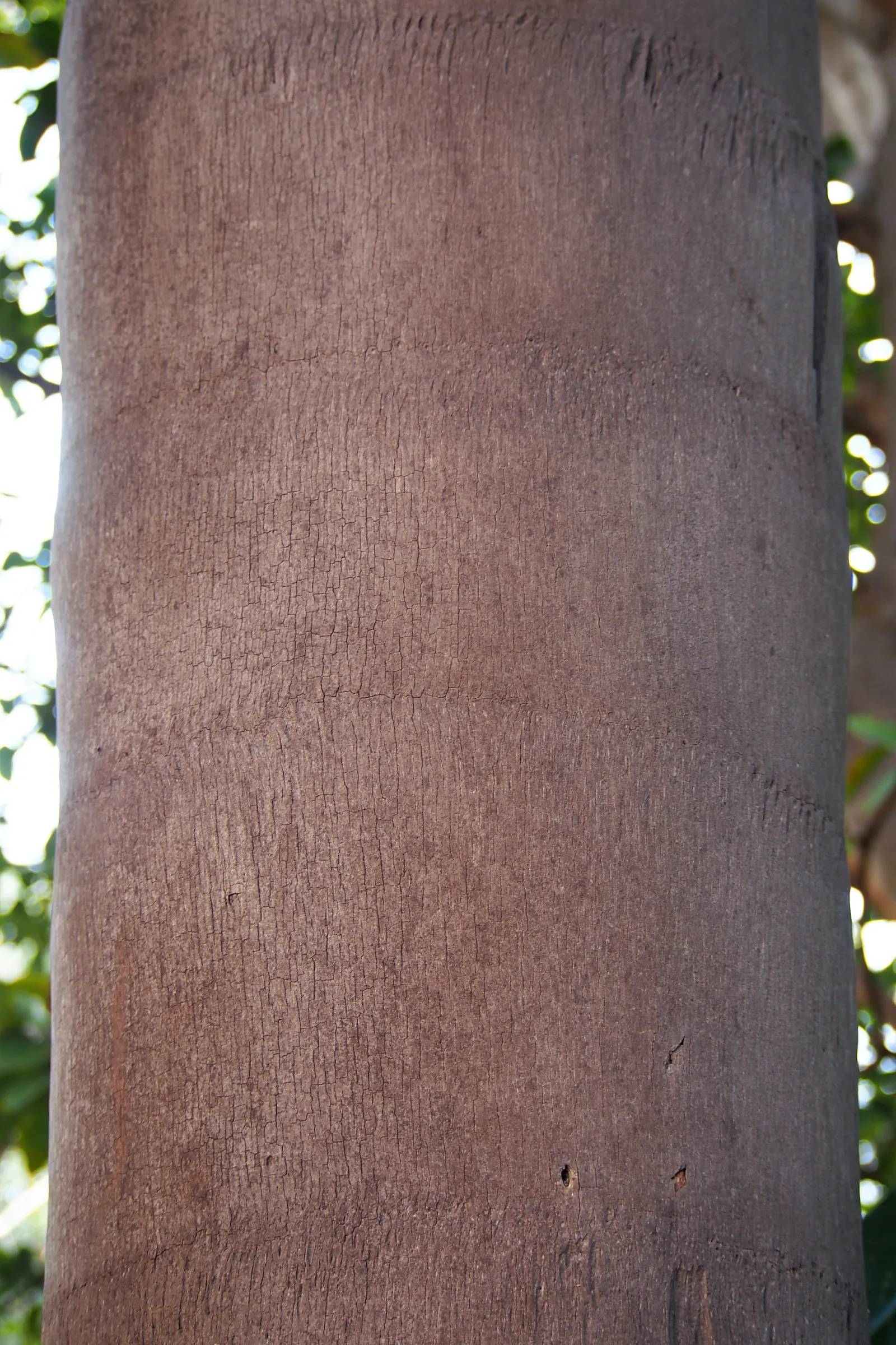 Queen Palm (Syagrus Romanzoffiana) — reaching heights of up to 50 feet