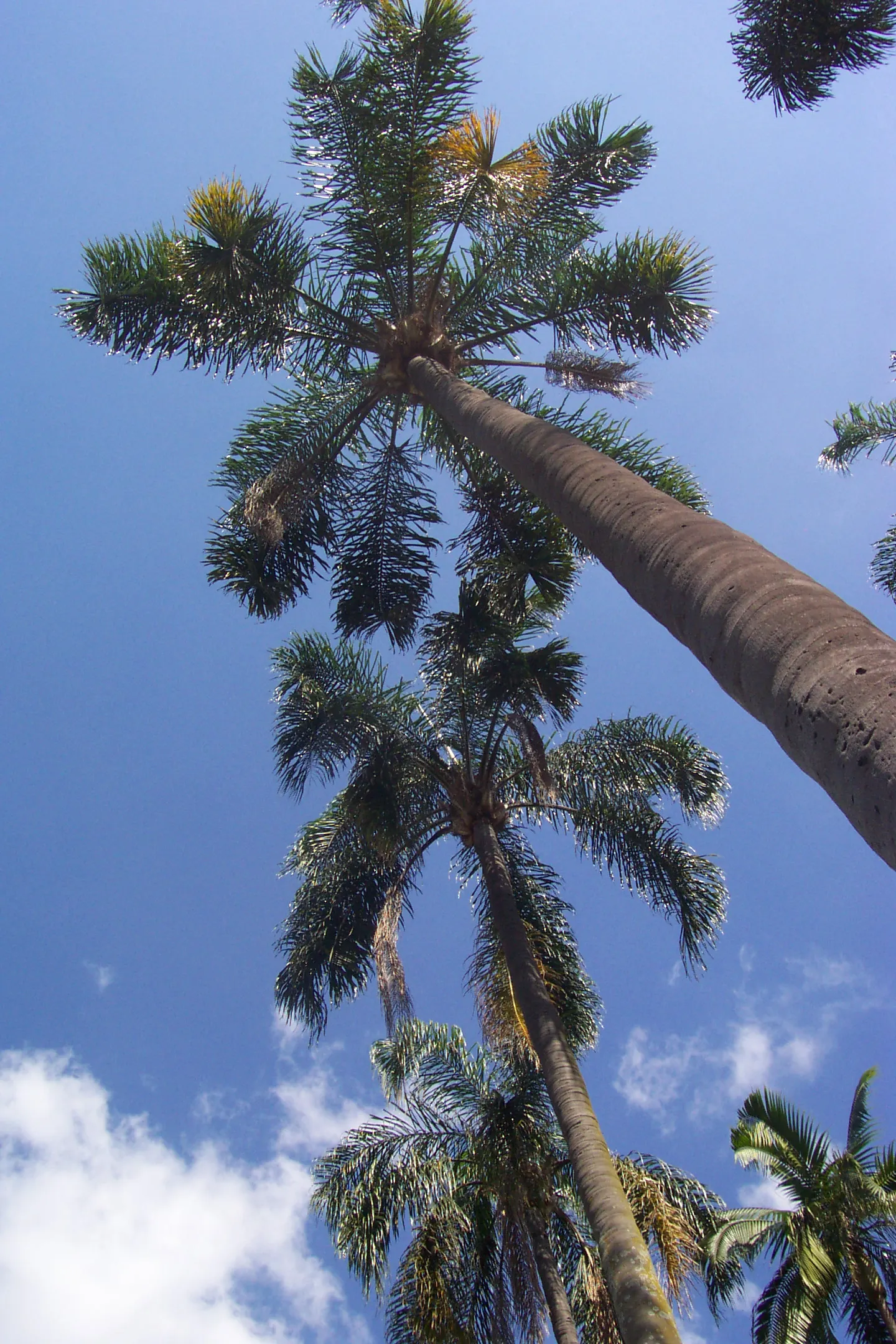 Queen Palm (Syagrus Romanzoffiana) — which is advantageous for those wishing to achieve a mature look relatively quickly.<br><br>Seasonally