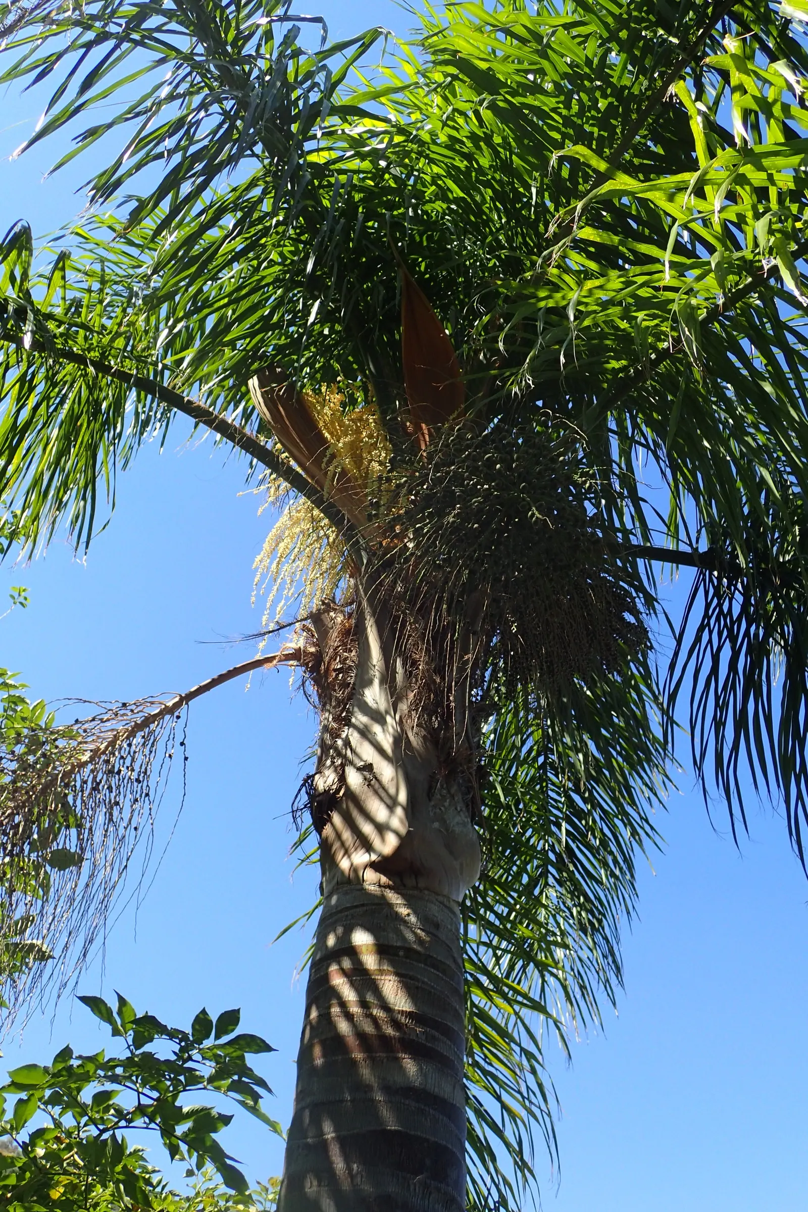 Queen Palm (Syagrus Romanzoffiana) — straight trunk that can grow up to 2 feet in diameter