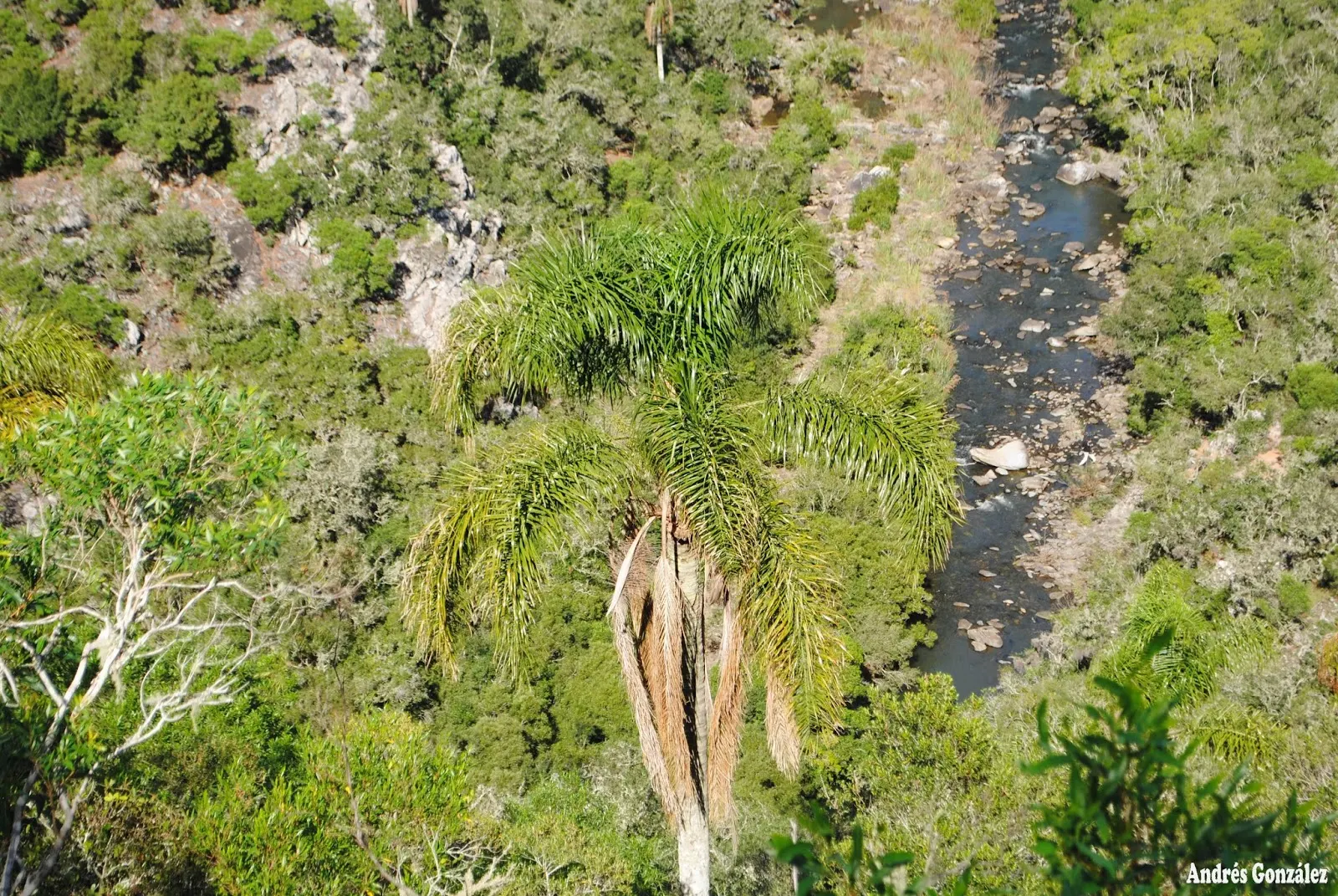 Queen Palm (Syagrus Romanzoffiana) — contributing to the plant's lush aesthetic