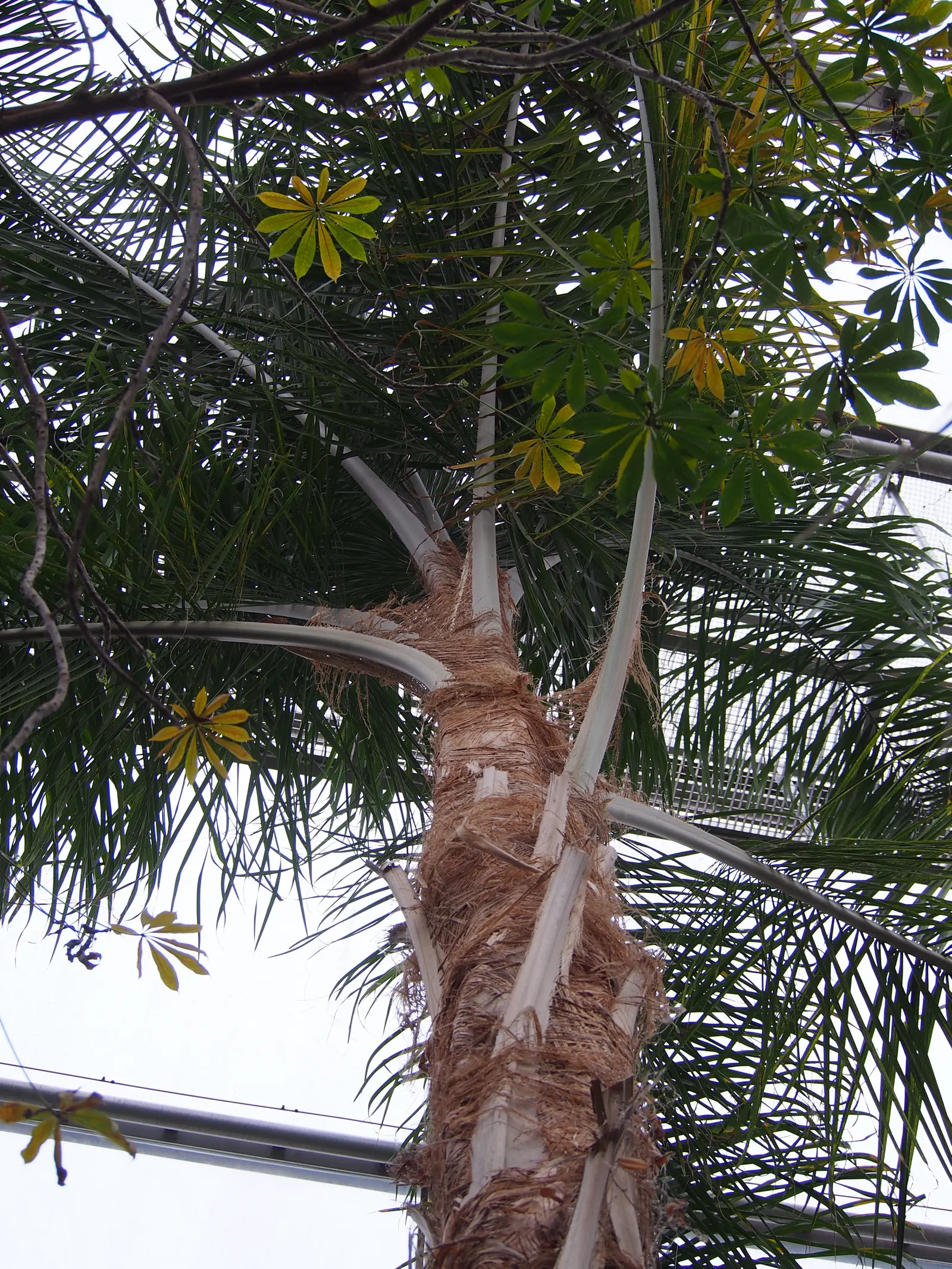 Queen Palm (Syagrus Romanzoffiana) — slightly acidic to neutral soils for optimal growth