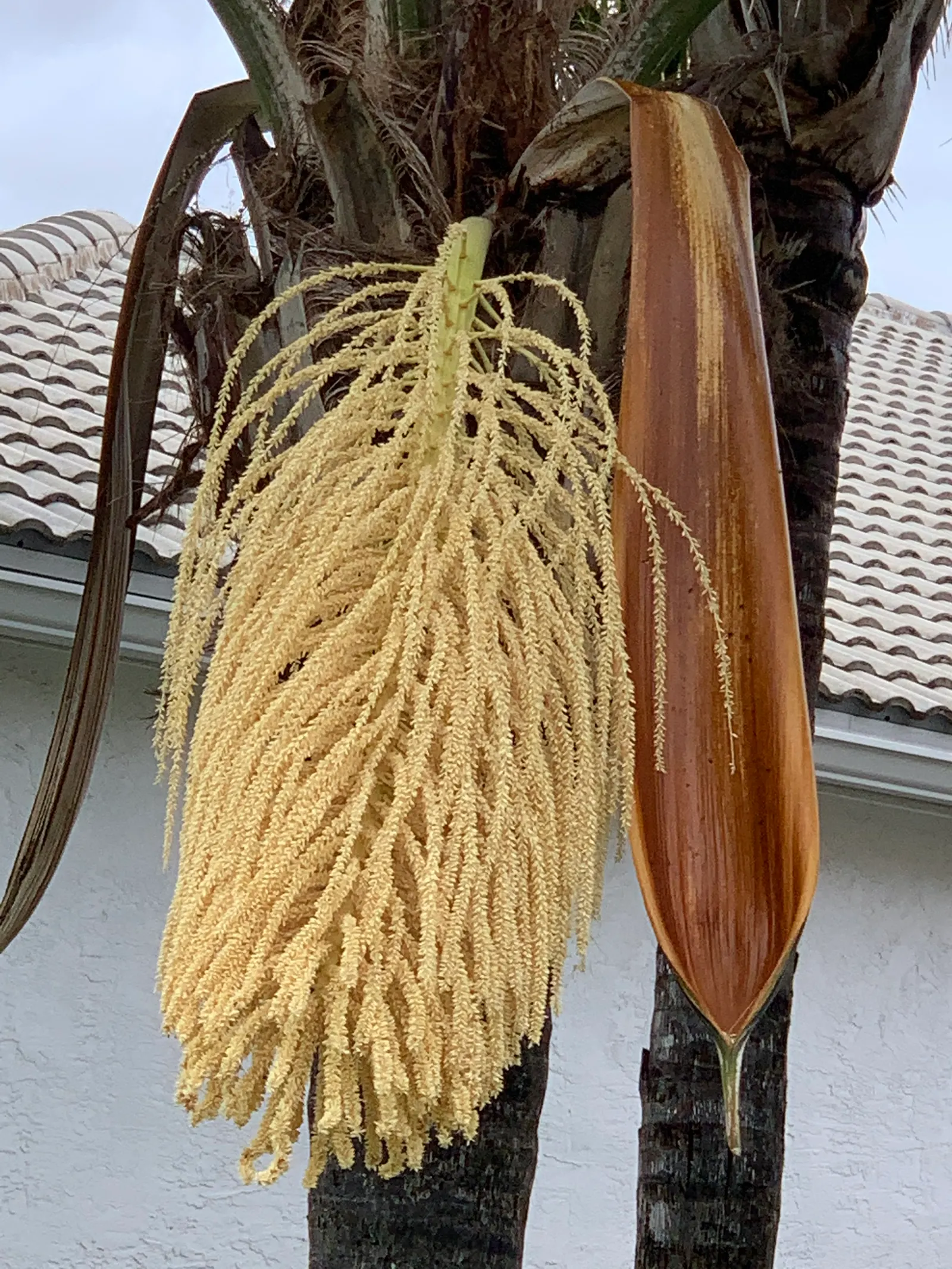 Queen Palm (Syagrus Romanzoffiana) — tropical landscape staple; with a canopy spread of approximately 20 to 25 feet
