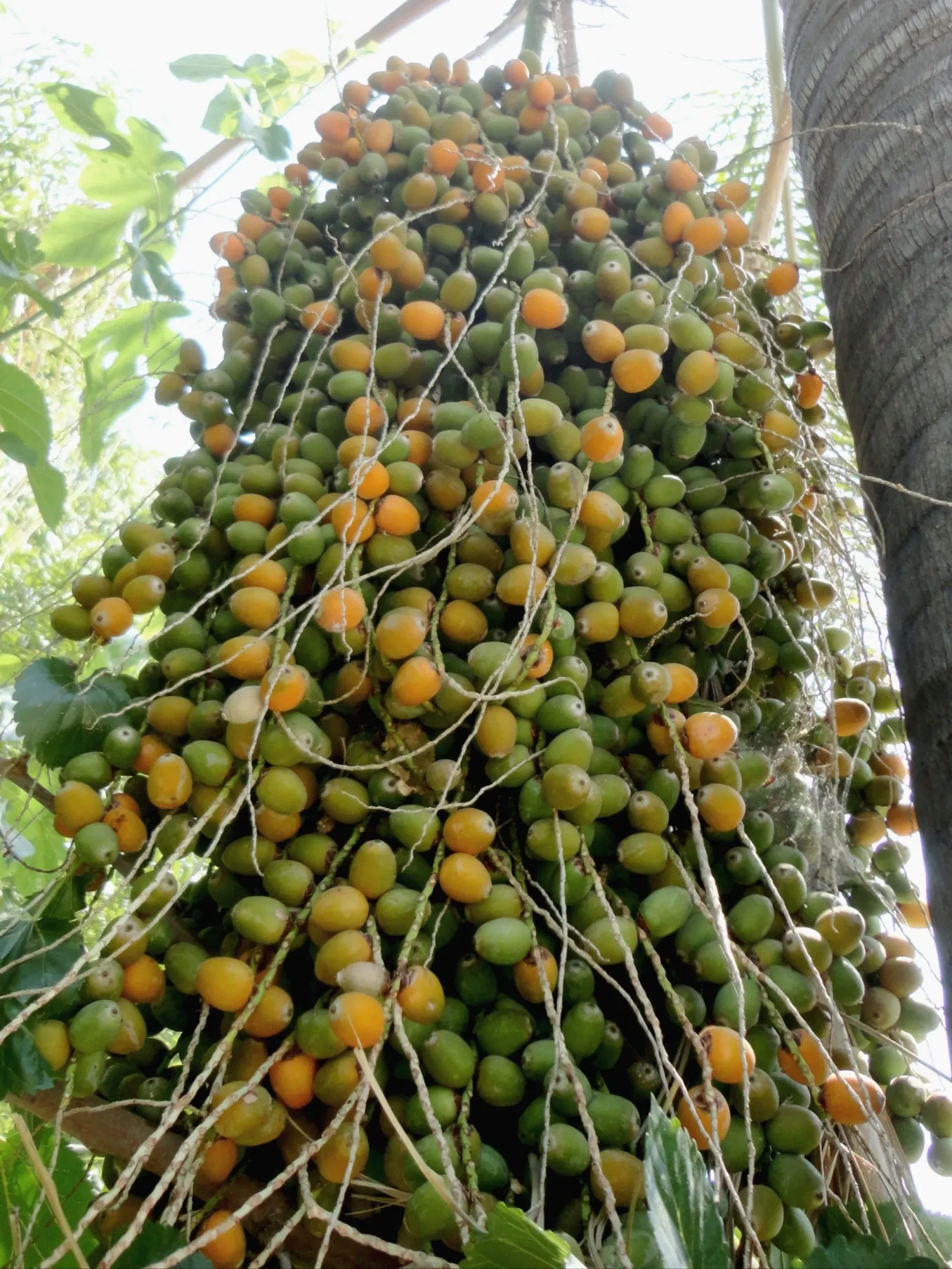 Queen Palm (Syagrus Romanzoffiana) — this graceful palm can reach impressive heights of up to 50 feet