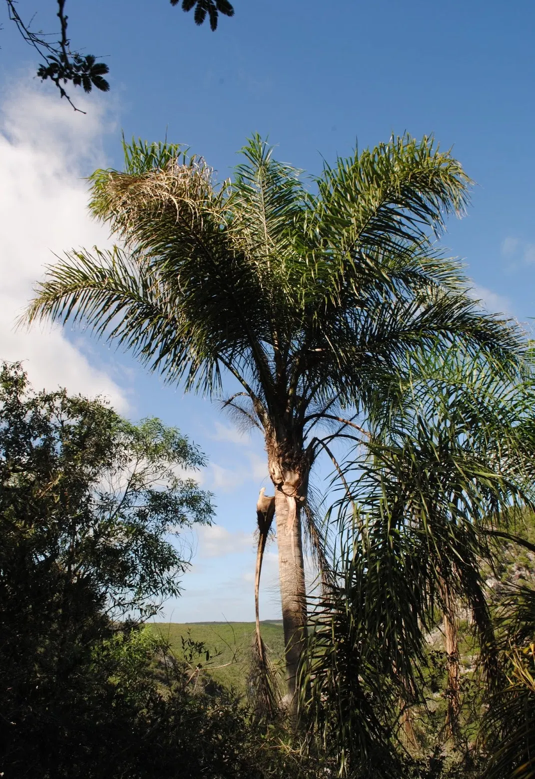 Queen Palm (Syagrus Romanzoffiana) — Each feather-like frond has numerous leaflets which tender a vibrant green hue