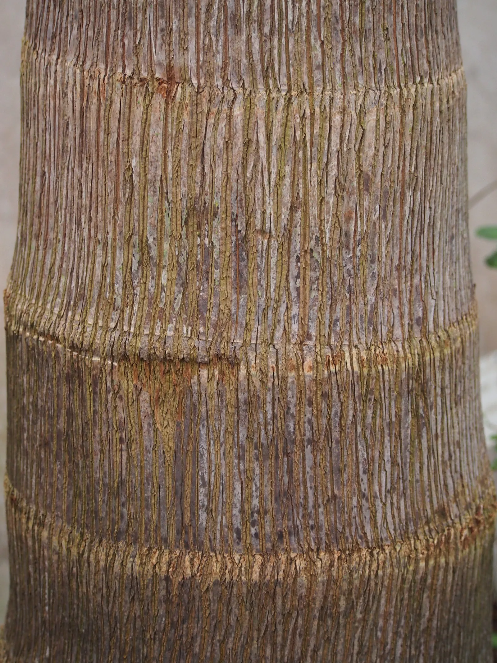 Queen Palm (Syagrus Romanzoffiana) — is a popular choice among landscape enthusiasts due to its elegant form and tropical allure; which is advantageous for