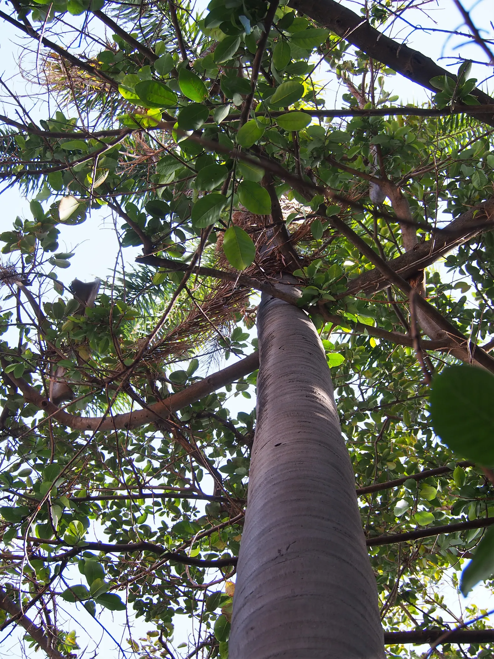 Queen Palm (Syagrus Romanzoffiana) — <br><br>Preferring full sun exposure and well-drained; contributing to the plant's lush aesthetic