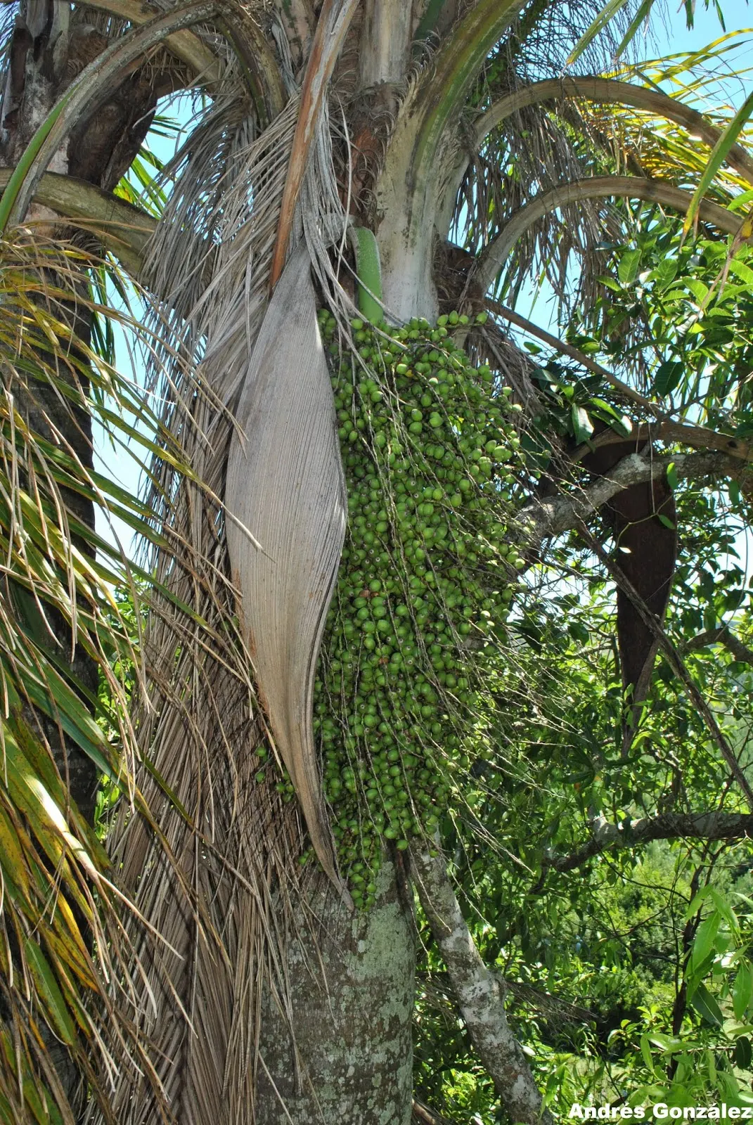 Queen Palm (Syagrus Romanzoffiana) — Drought-tolerant once established, it also bears clusters of ornamental orange fruits in warmer climates