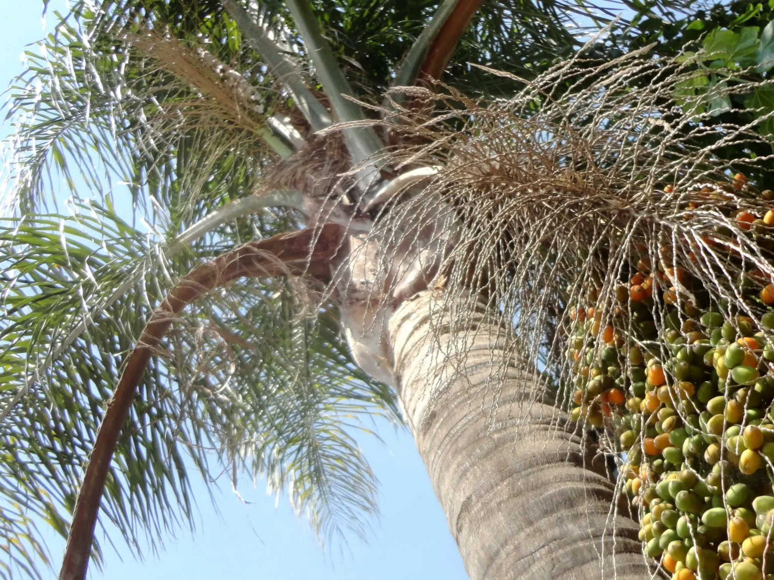 Queen Palm (Syagrus Romanzoffiana) — scientifically designated as Syagrus romanzoffiana