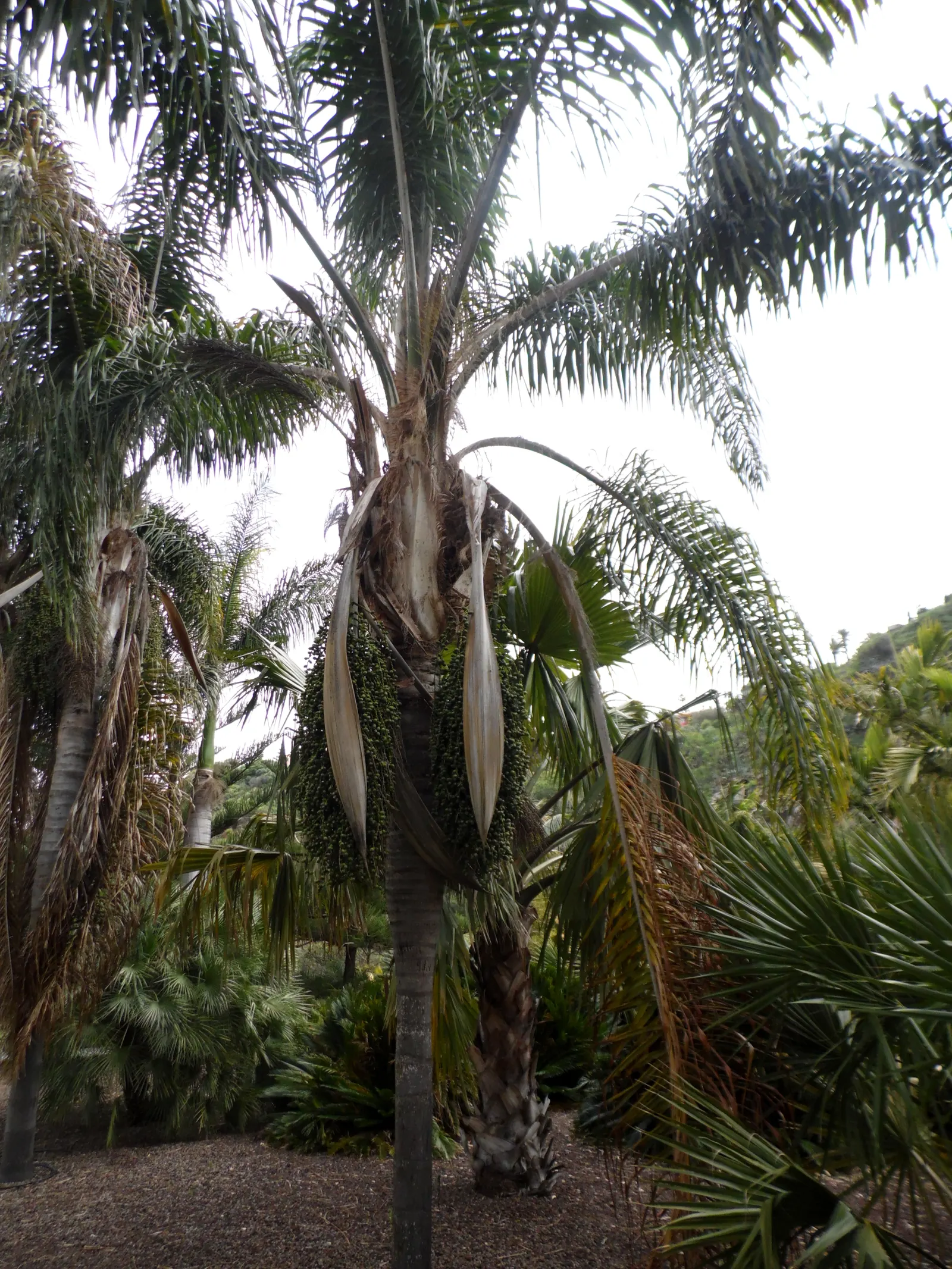 Queen Palm (Syagrus Romanzoffiana) — creating a visually pleasing umbrella-like silhouette; which is advantageous for those wishing to achieve a mature look