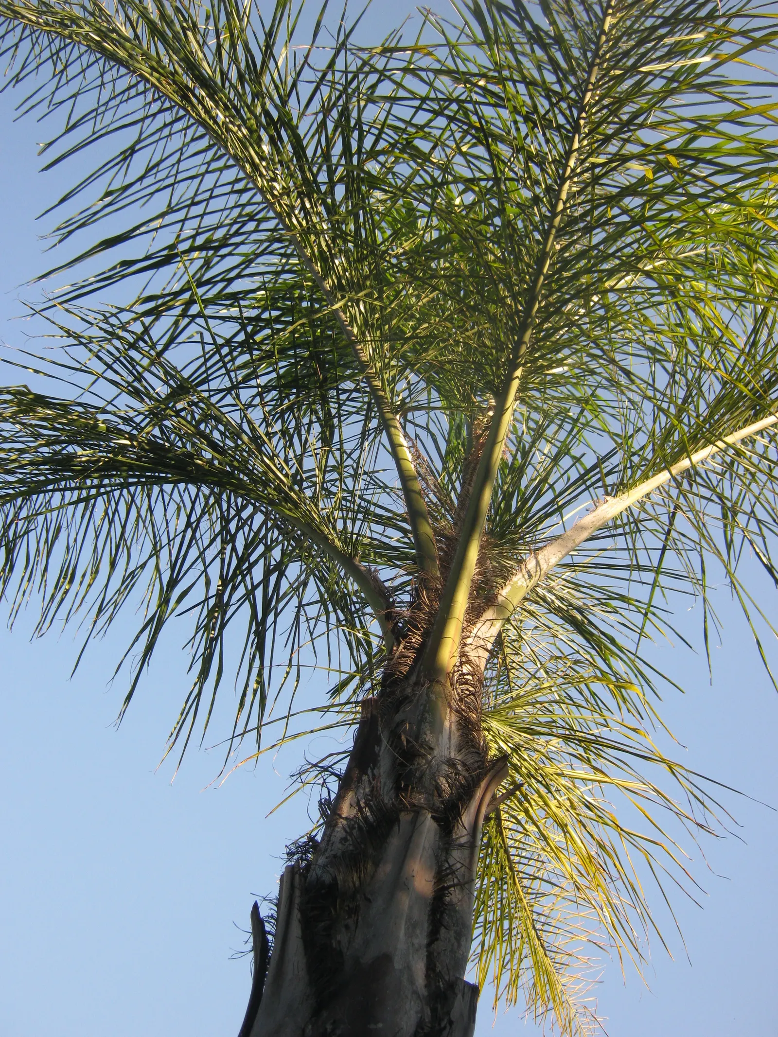 Queen Palm (Syagrus Romanzoffiana) — the Queen Palm is both drought tolerant once established and moderately salt-tolerant