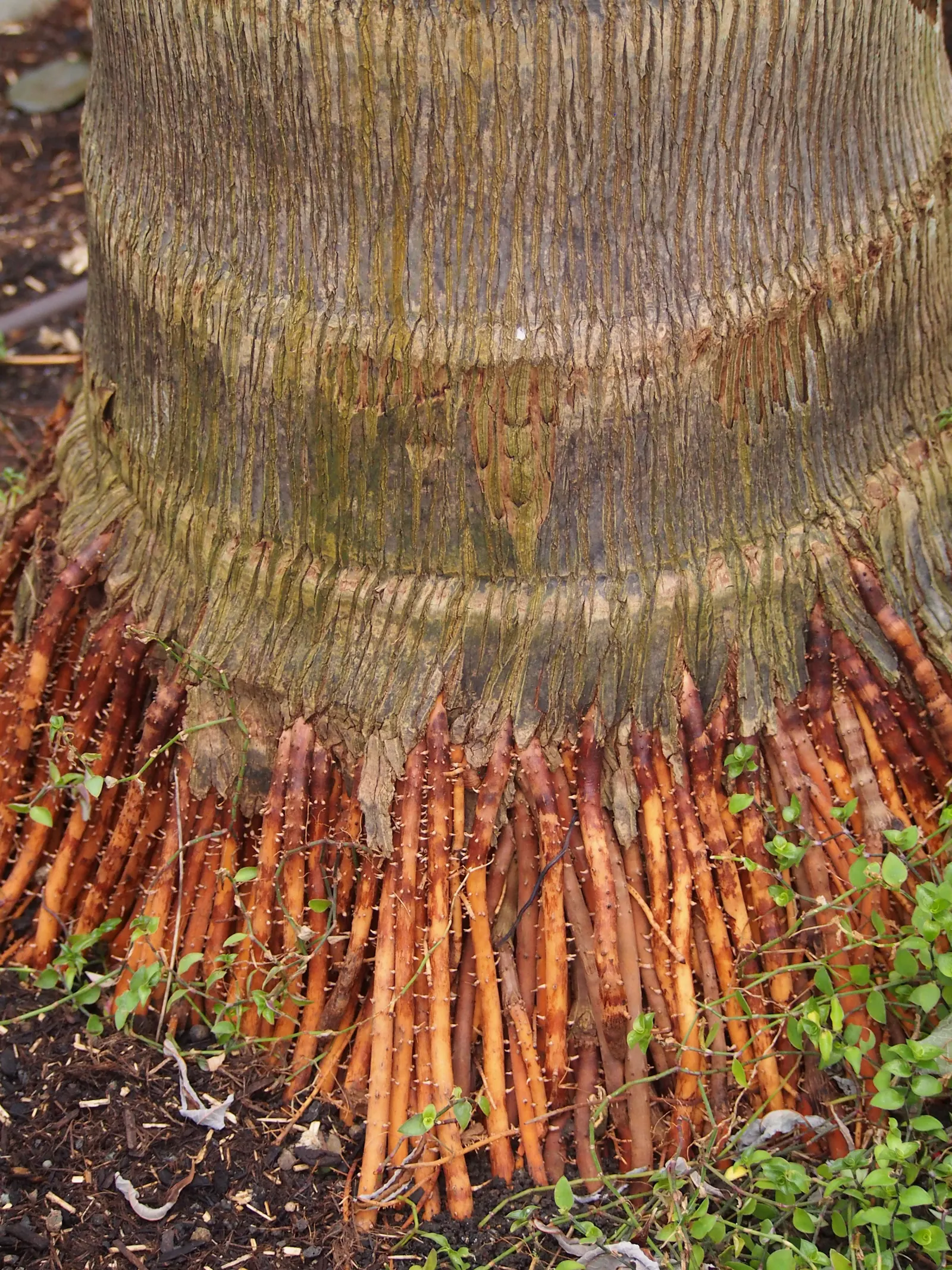 Queen Palm (Syagrus Romanzoffiana) — Atop its trunk sits a crown of long