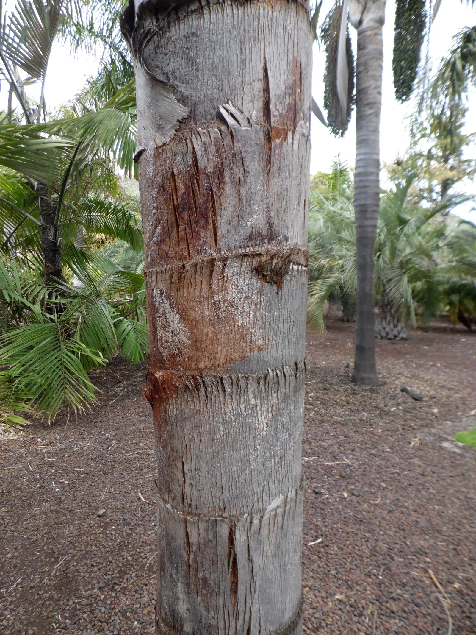 Queen Palm (Syagrus Romanzoffiana) — with a canopy spread of approximately 20 to 25 feet