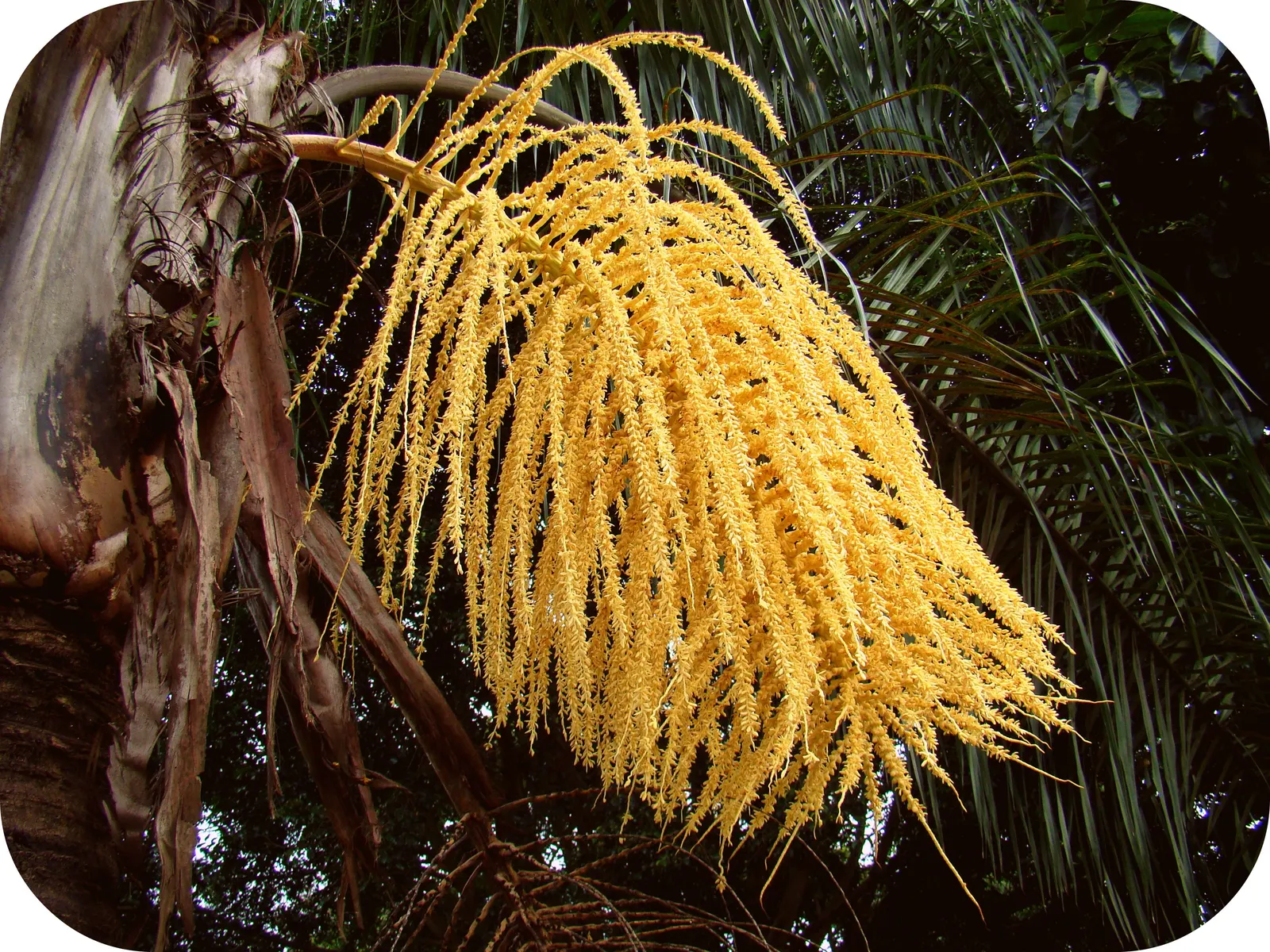 Queen Palm (Syagrus Romanzoffiana) — Originating from South America