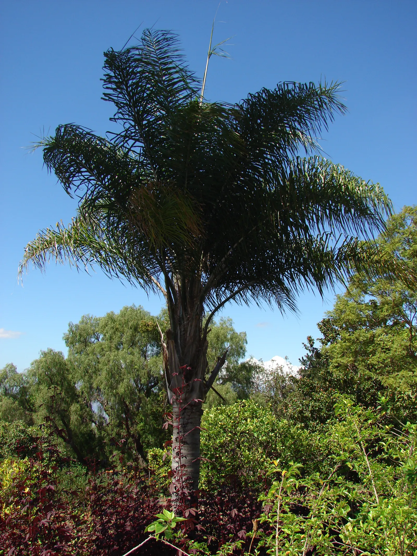 Queen Palm (Syagrus Romanzoffiana) — including coastal regions