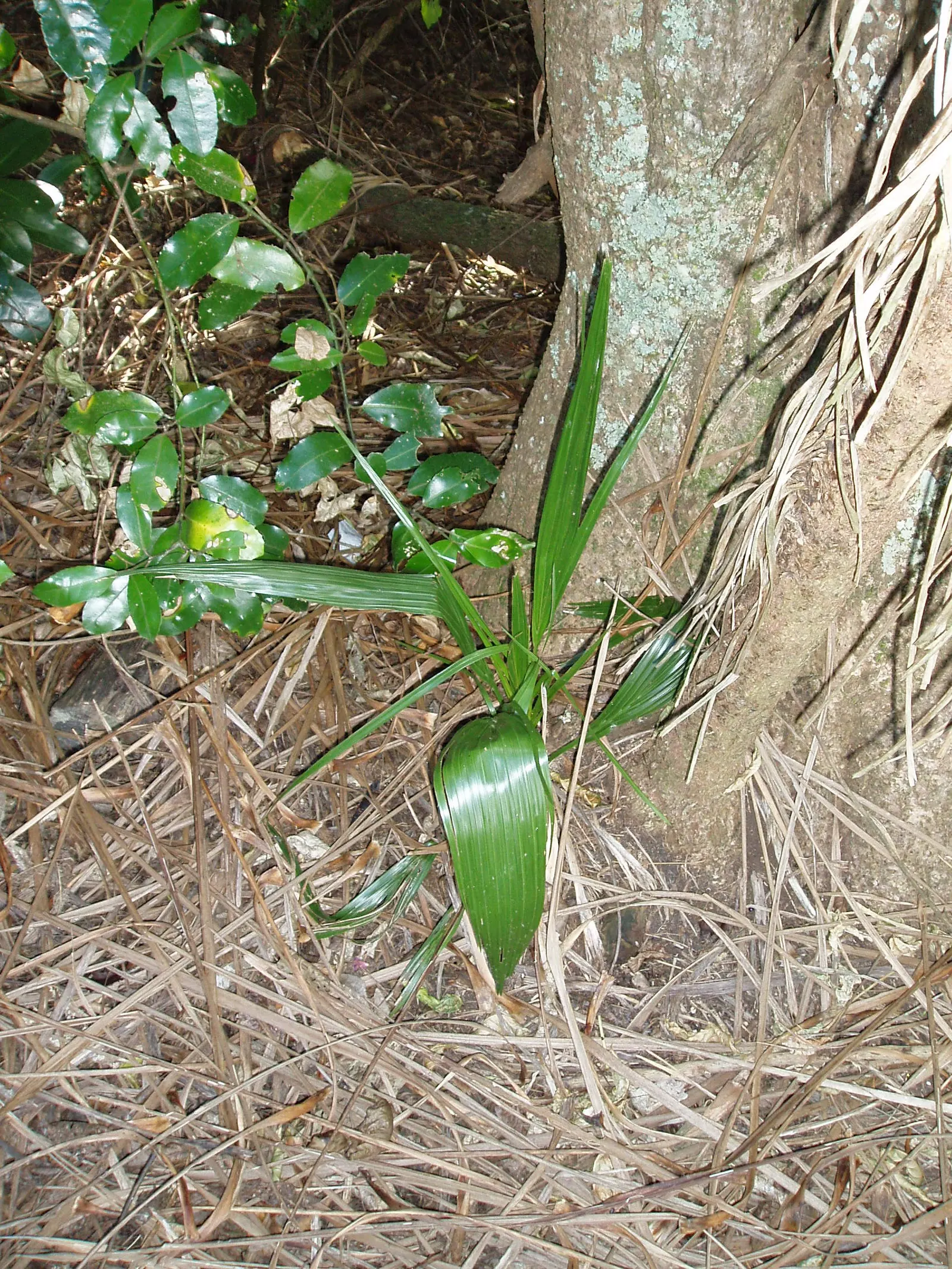 Queen Palm (Syagrus Romanzoffiana) — Atop its trunk sits a crown of long; with a canopy spread of approximately 20 to 25 feet