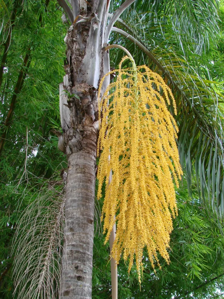 Queen Palm (Syagrus Romanzoffiana) — Each feather-like frond has numerous leaflets which tender a vibrant green hue; its smooth, gray trunk supports a crown of