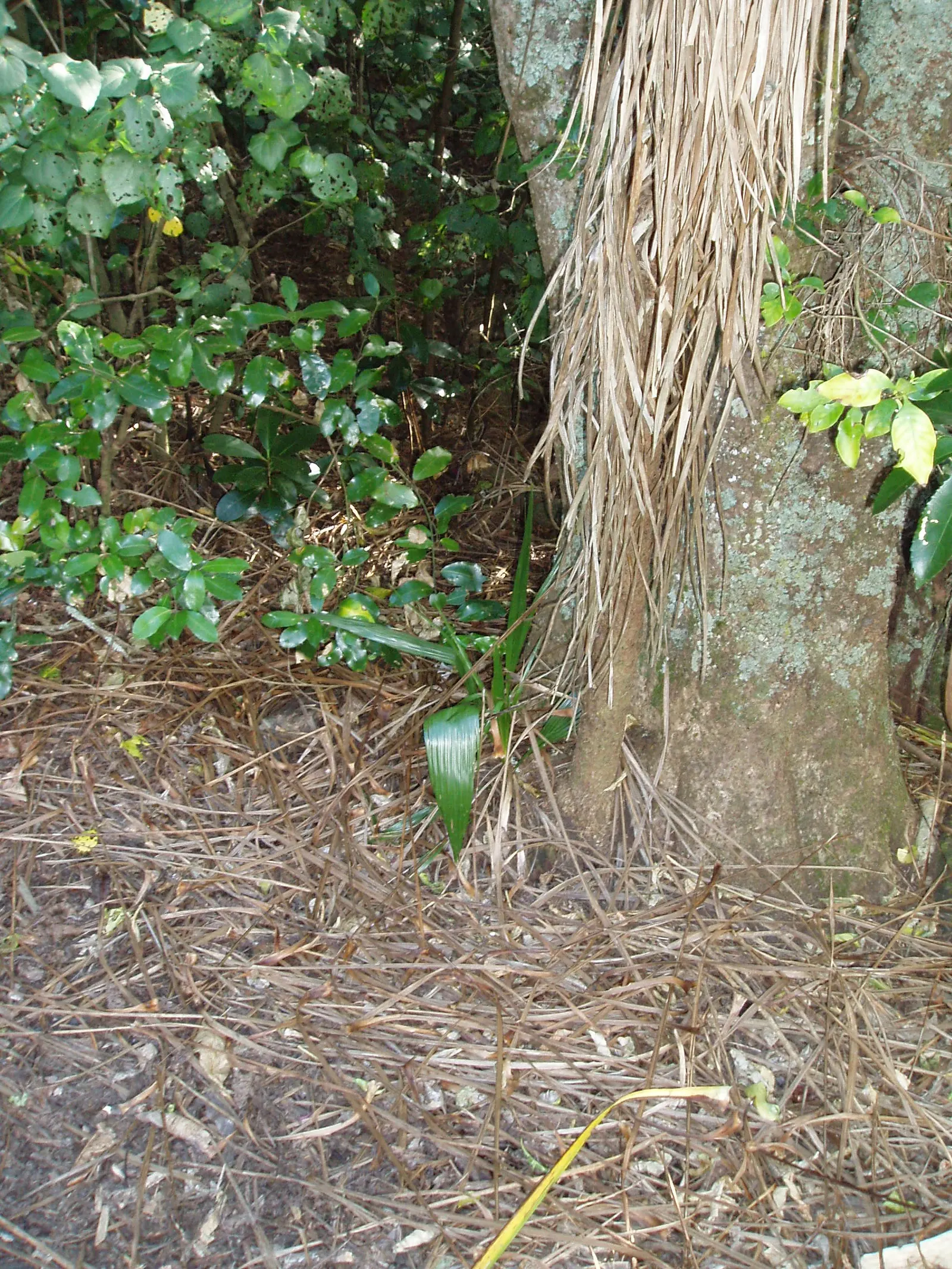 Queen Palm (Syagrus Romanzoffiana) — with a canopy spread of approximately 20 to 25 feet; contributing to the plant's lush aesthetic