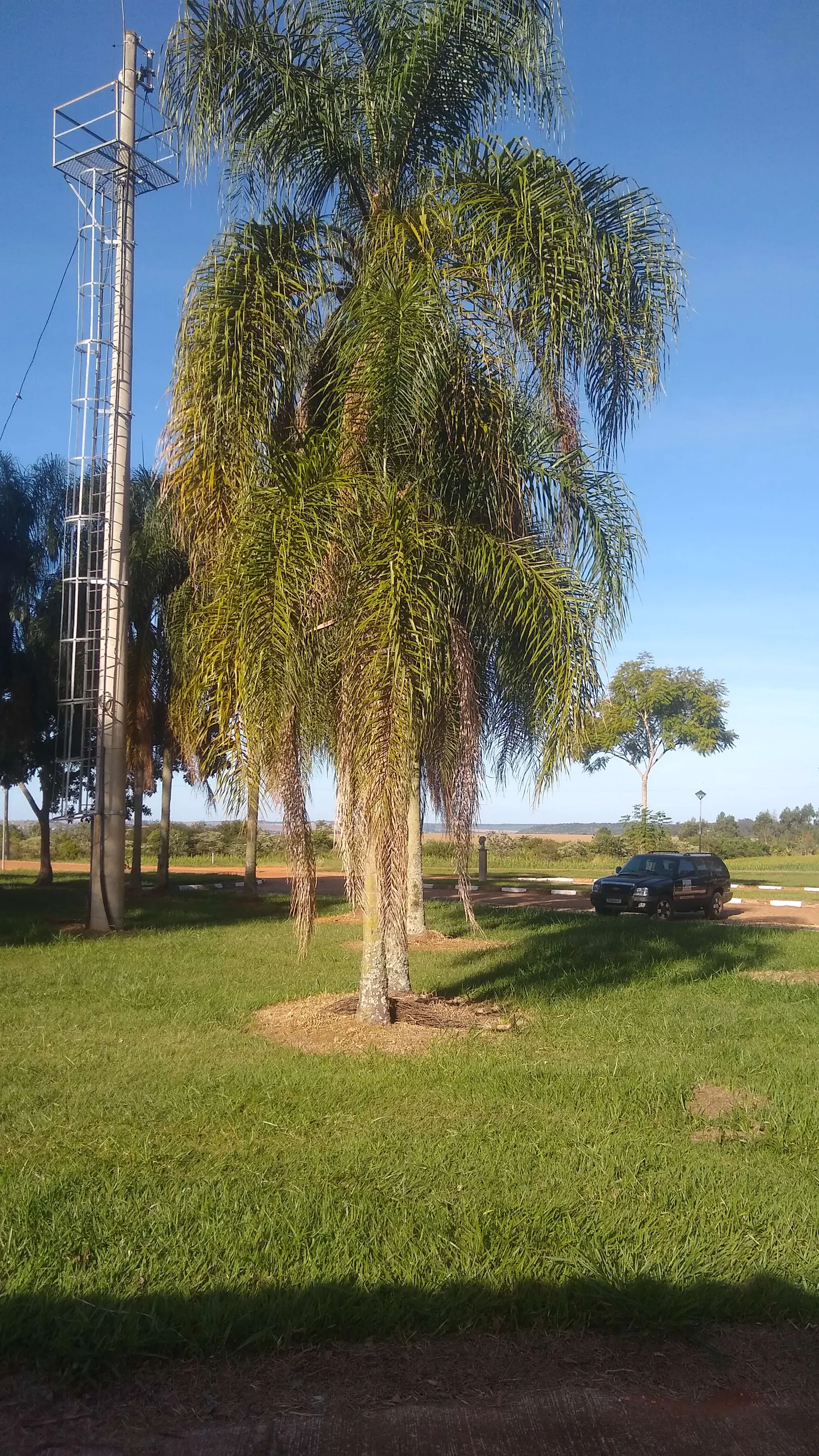 Queen Palm (Syagrus Romanzoffiana) — arching fronds that can extend outwards to lengths of nearly 15 feet; contributing to the plant's lush aesthetic