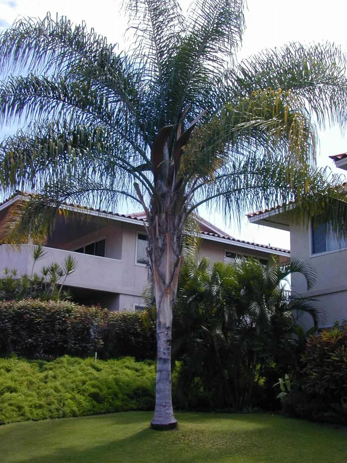 Queen Palm (Syagrus Romanzoffiana) — palm / tree for full