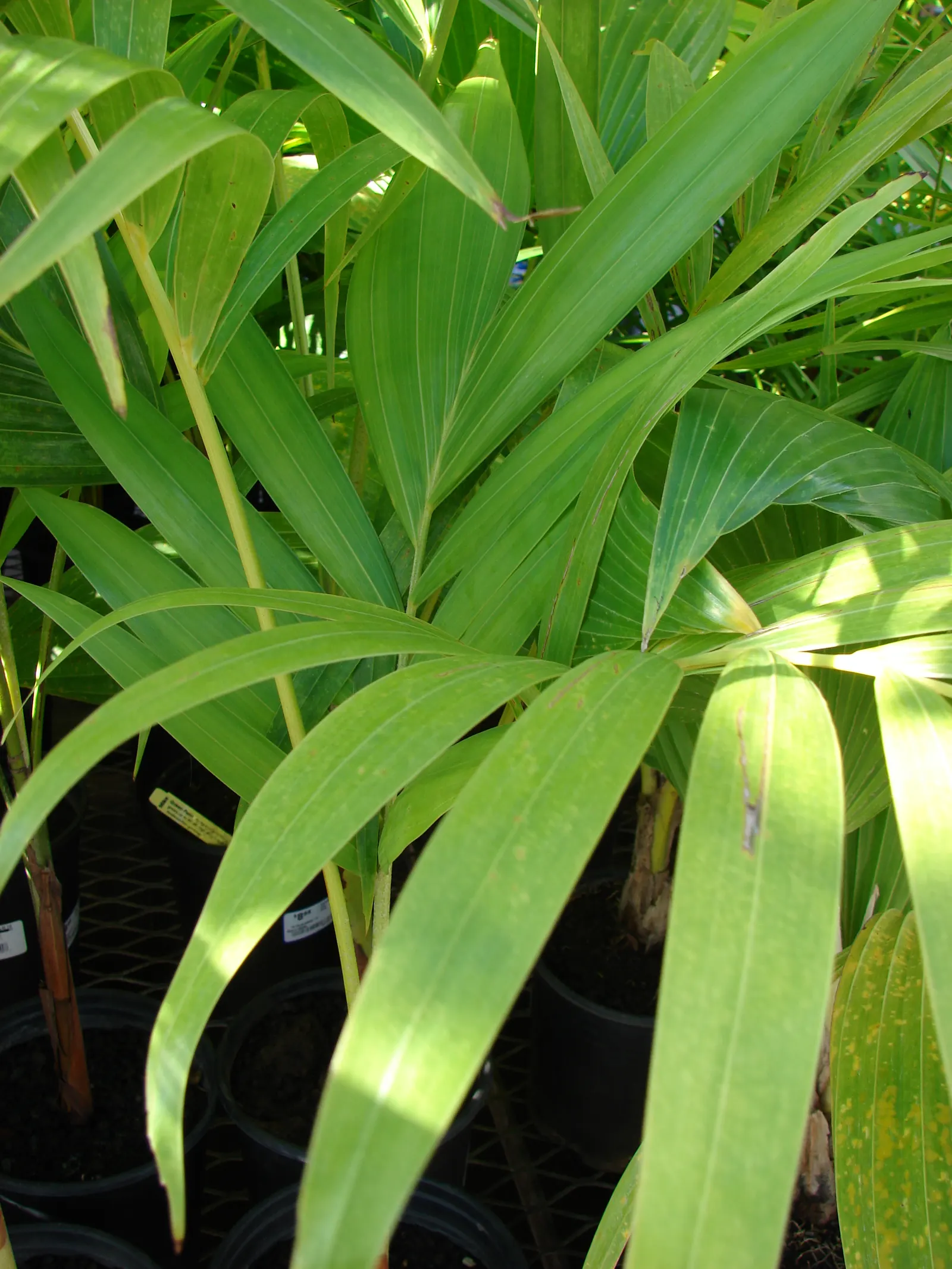 Queen Palm (Syagrus Romanzoffiana) — slightly acidic to neutral soils for optimal growth; which is advantageous for those wishing to achieve a mature look