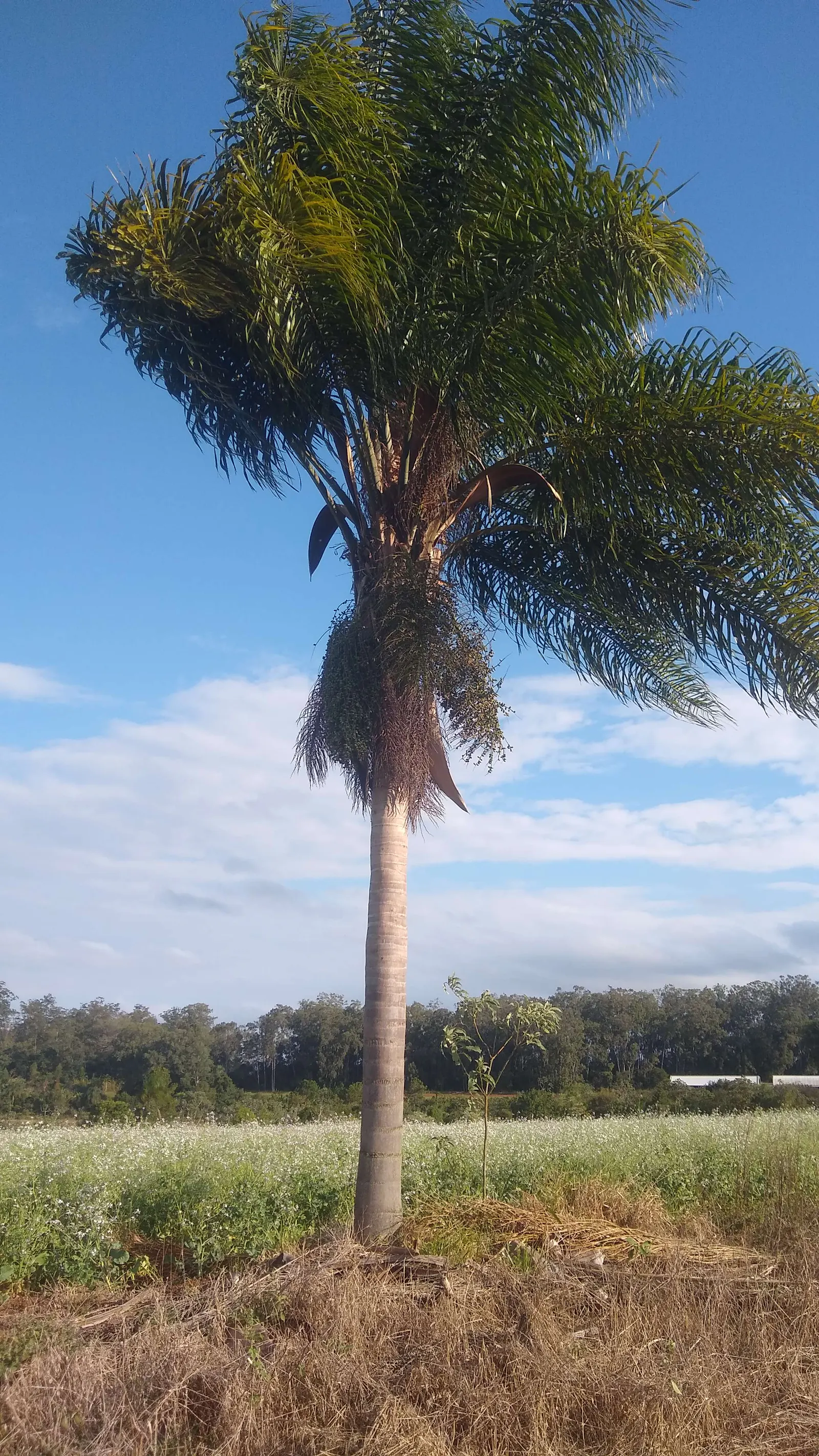 Queen Palm (Syagrus Romanzoffiana) — this graceful palm can reach impressive heights of up to 50 feet; with a canopy spread of approximately 20 to 25 feet