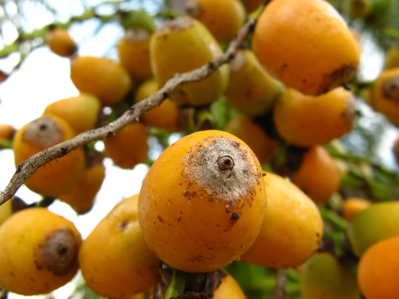 Queen Palm (Syagrus Romanzoffiana) — This fast-growing palm thrives in USDA zones 9b through 11, requiring full sun and well-drained soil