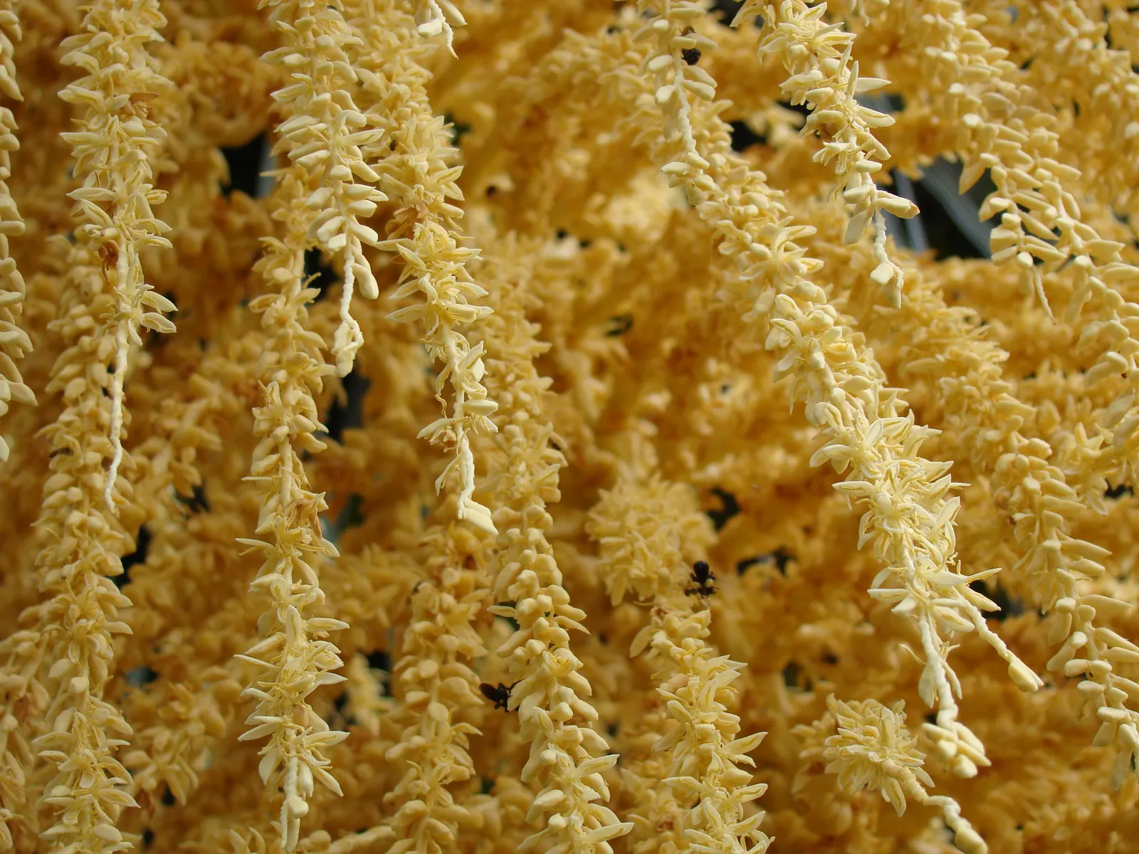 Queen Palm (Syagrus Romanzoffiana) — creating a visually pleasing umbrella-like silhouette