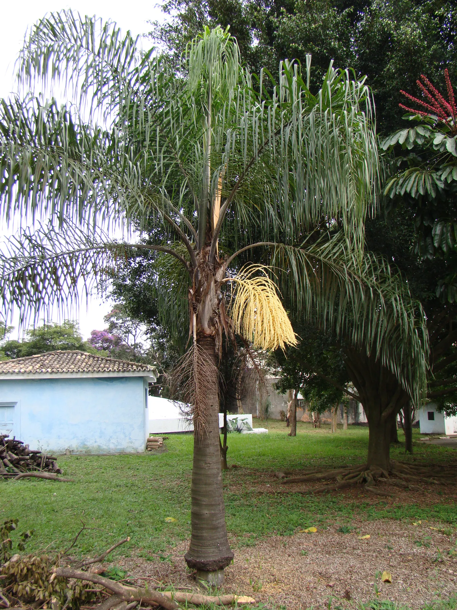 Queen Palm (Syagrus Romanzoffiana) — Its smooth, gray trunk supports a crown of glossy, arching fronds, each ranging from 10-15 feet in length