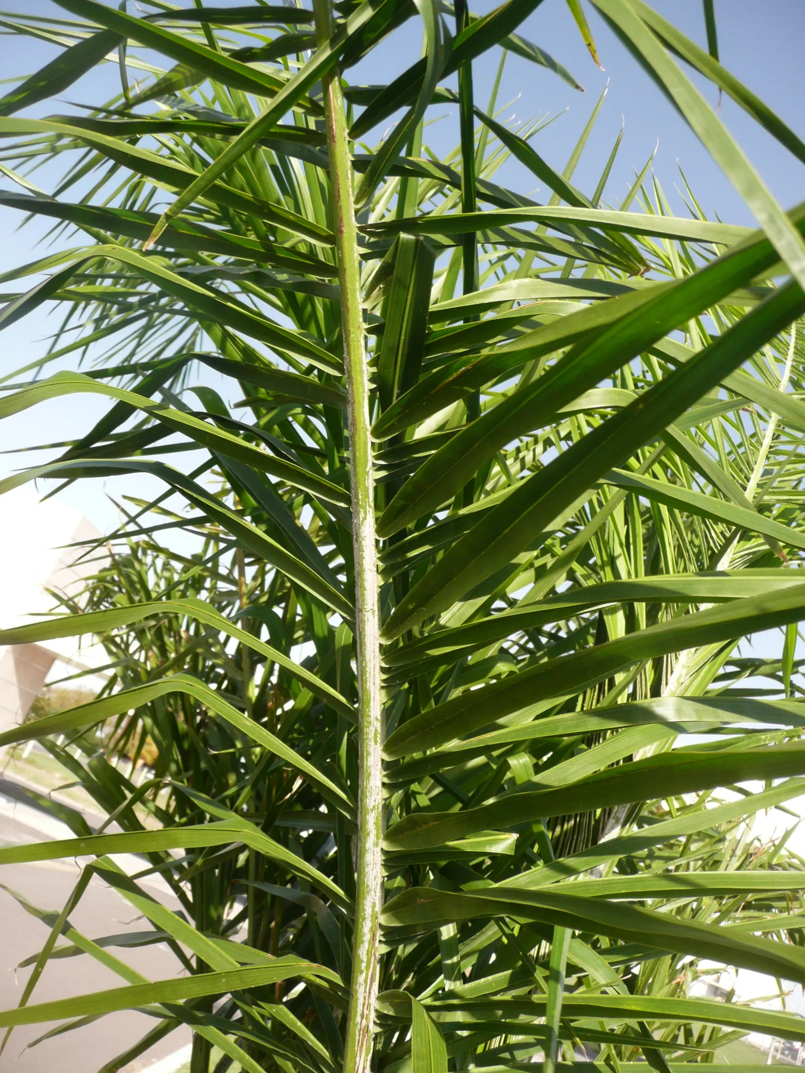 Queen Palm (Syagrus Romanzoffiana) — making it suitable for various landscaping scenarios
