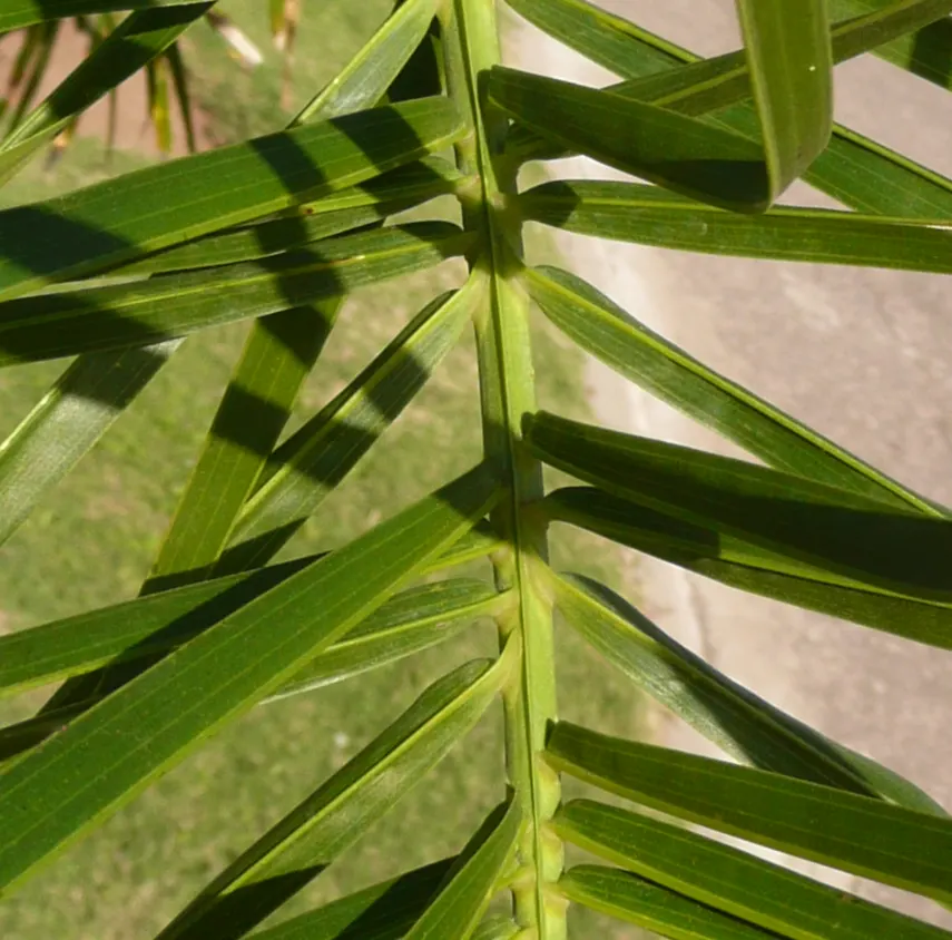 Queen Palm (Syagrus Romanzoffiana) — which can add a splash of color and visual interest to your garden design
