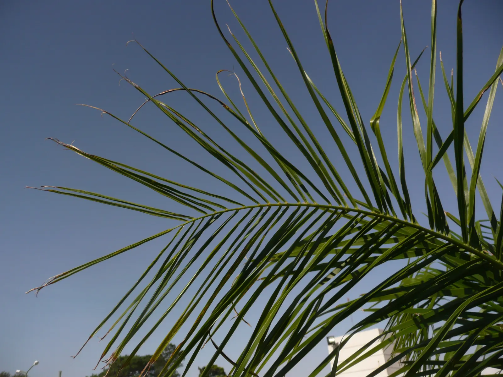 Queen Palm (Syagrus Romanzoffiana) — Drought-tolerant once established, it also bears clusters of ornamental orange fruits in warmer climates; with a canopy