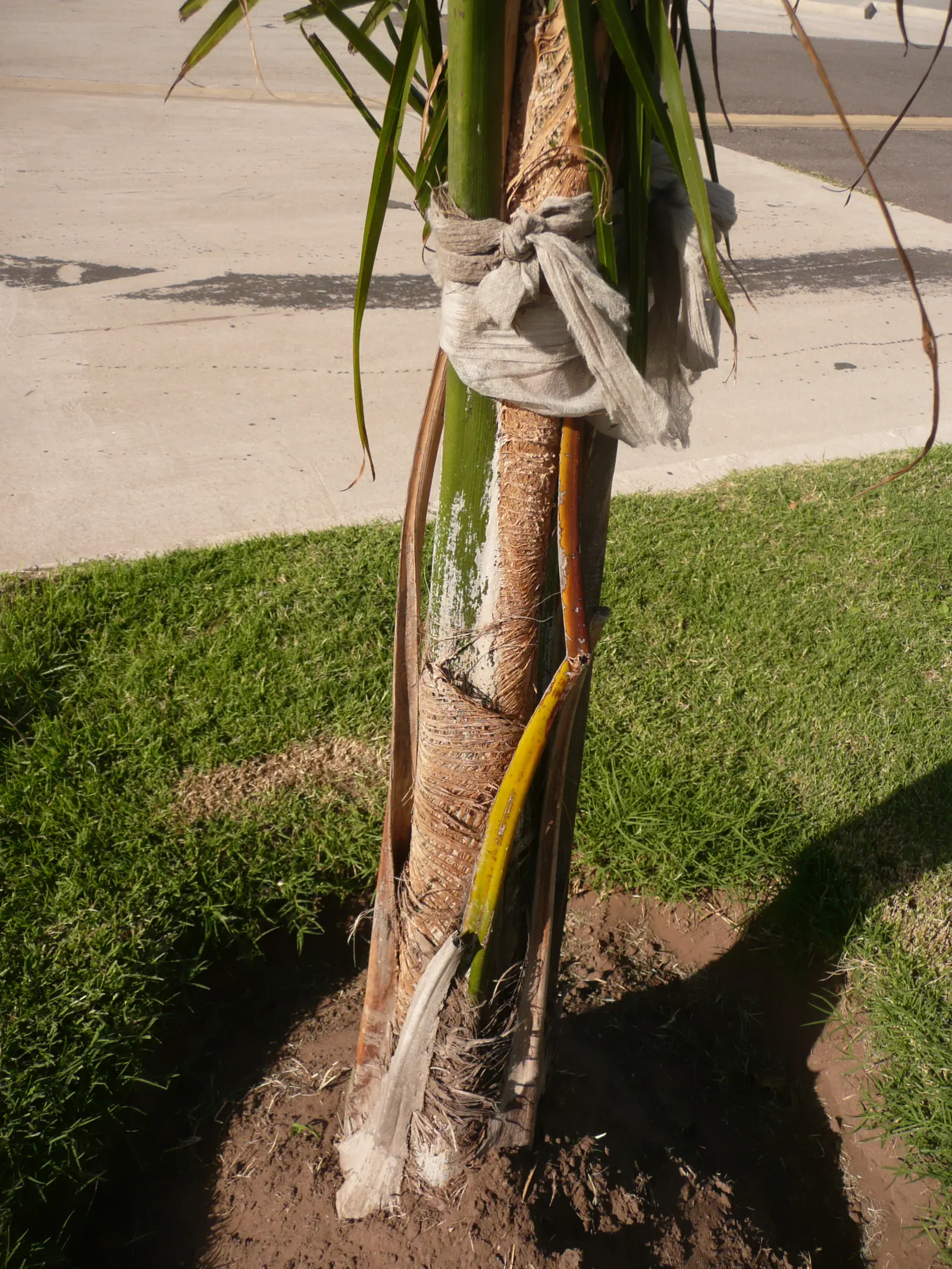 Queen Palm (Syagrus Romanzoffiana) — The Queen Palm (Syagrus romanzoffiana) is an elegant