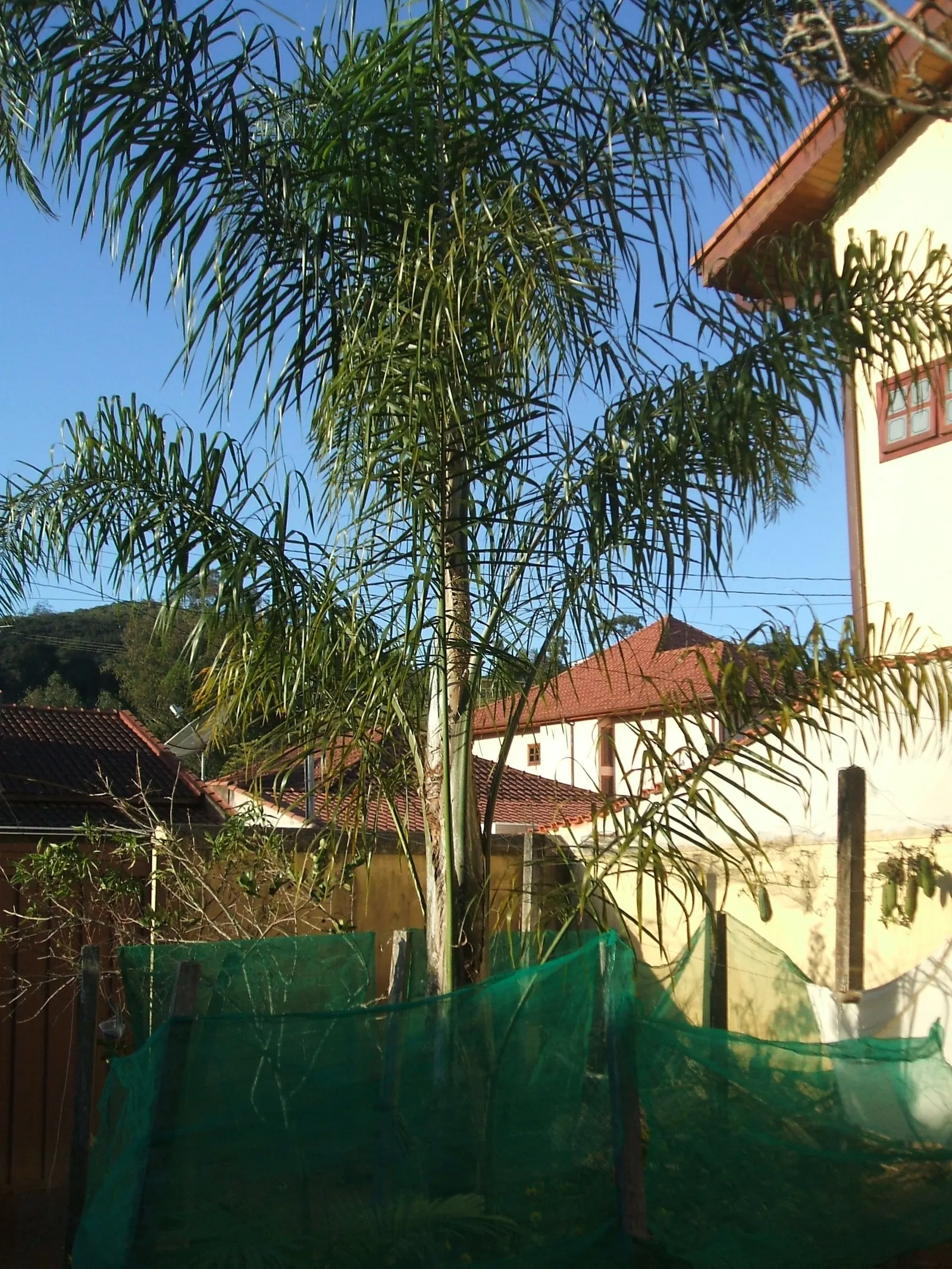 Queen Palm (Syagrus Romanzoffiana) — is a popular choice among landscape enthusiasts due to its elegant form and tropical allure