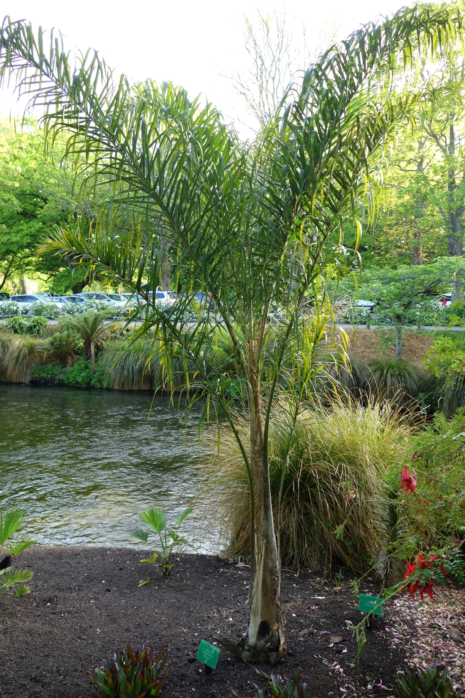 Queen Palm (Syagrus Romanzoffiana) — arching fronds that can extend outwards to lengths of nearly 15 feet