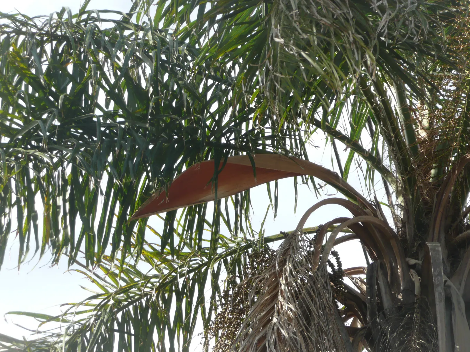 Queen Palm (Syagrus Romanzoffiana) — Its smooth, gray trunk supports a crown of glossy, arching fronds, each ranging from 10-15 feet in length; which is