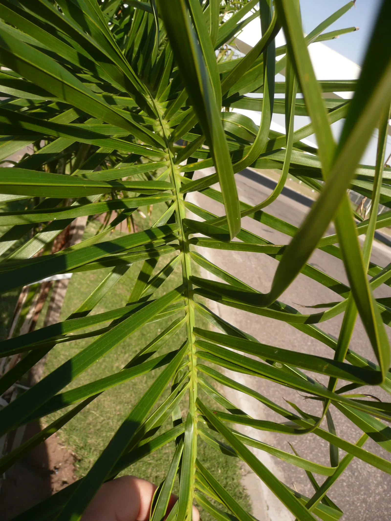 Queen Palm (Syagrus Romanzoffiana) — straight trunk that can grow up to 2 feet in diameter; its smooth, gray trunk supports a crown of glossy, arching fronds
