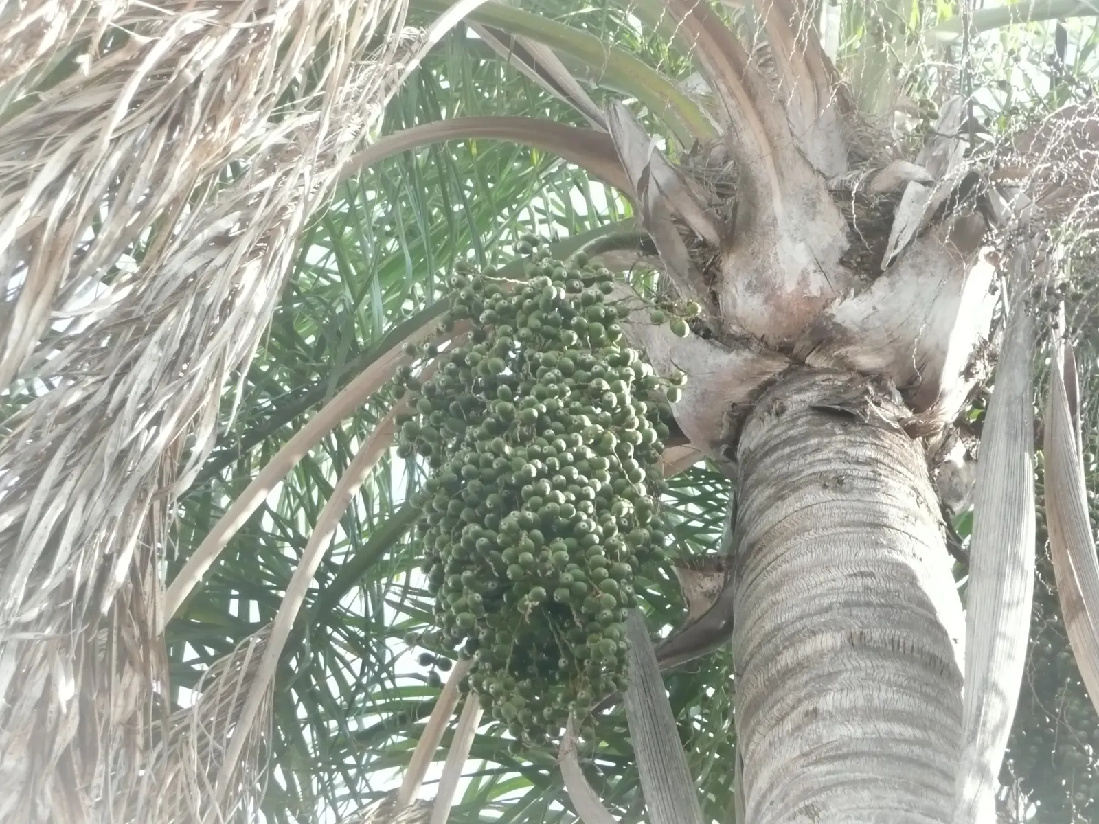 Queen Palm (Syagrus Romanzoffiana) — Originating from South America; its smooth, gray trunk supports a crown of glossy, arching fronds, each ranging from 10-15