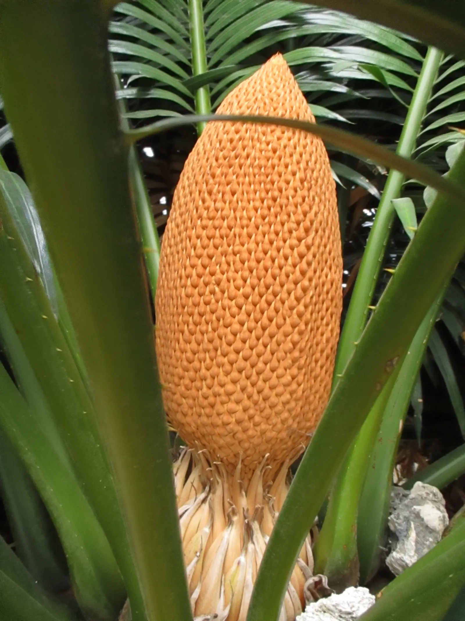 Queen Palm (Syagrus Romanzoffiana) — providing a statuesque addition to any landscape design.<br><br>The Queen Palm is characterized by a sleek