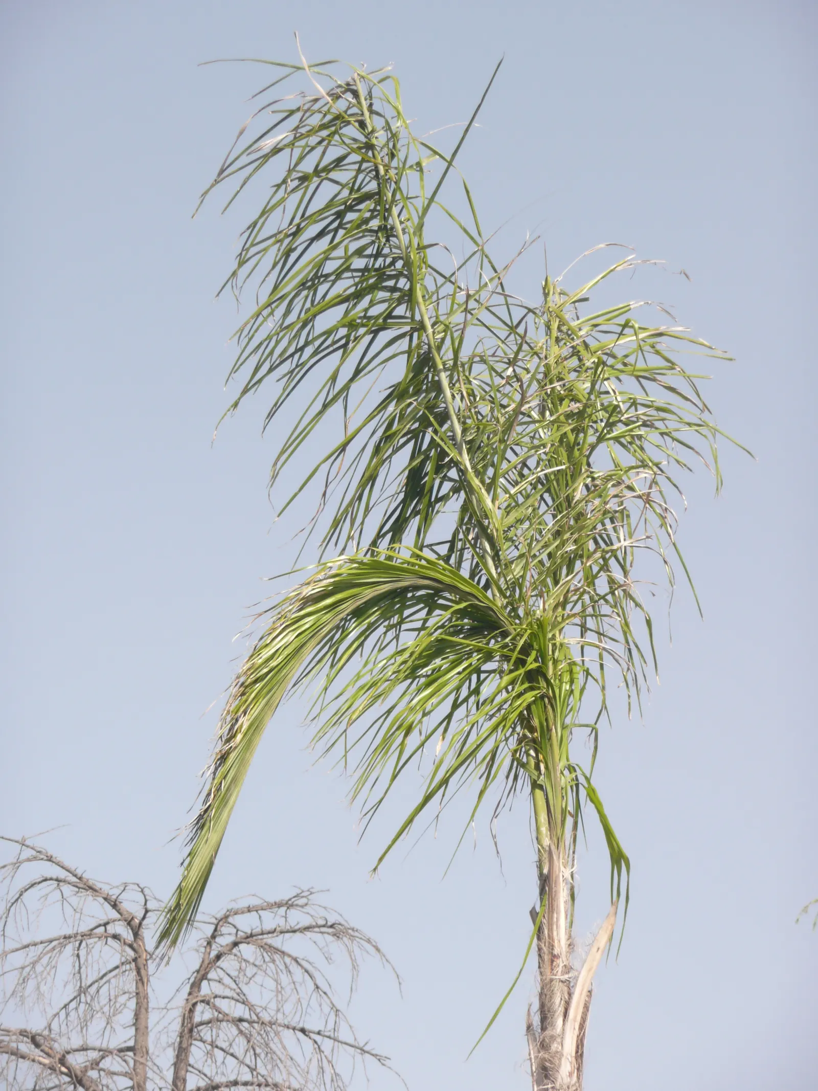 Queen Palm (Syagrus Romanzoffiana) — It boasts a moderate to rapid growth rate
