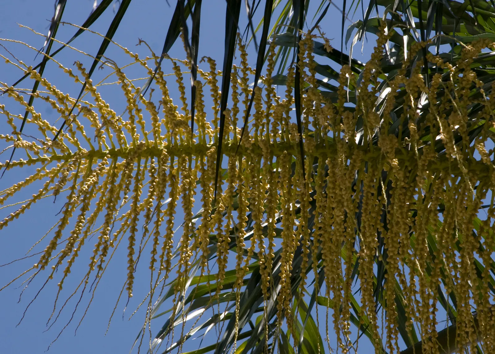 Queen Palm (Syagrus Romanzoffiana) — the Queen Palm produces large clusters of creamy-white flowers followed by orange
