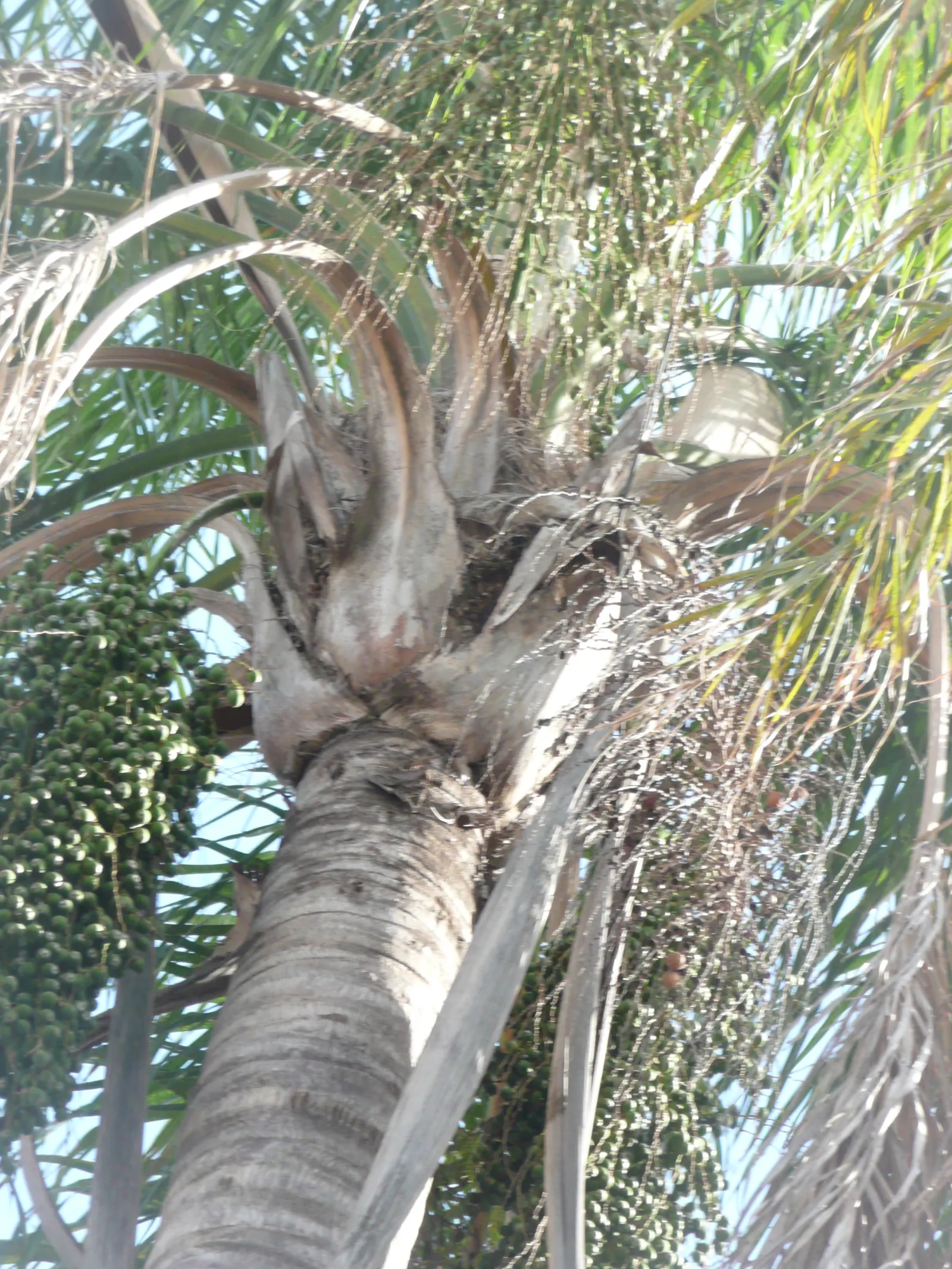 Queen Palm (Syagrus Romanzoffiana) — contributing to the plant's lush aesthetic; with a canopy spread of approximately 20 to 25 feet