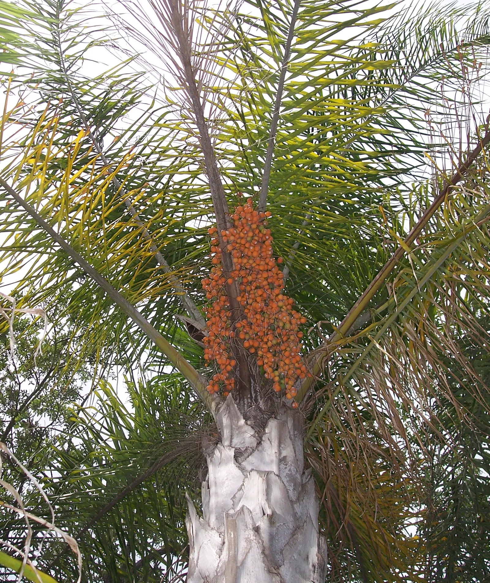 Queen Palm (Syagrus Romanzoffiana) — <br><br>Preferring full sun exposure and well-drained
