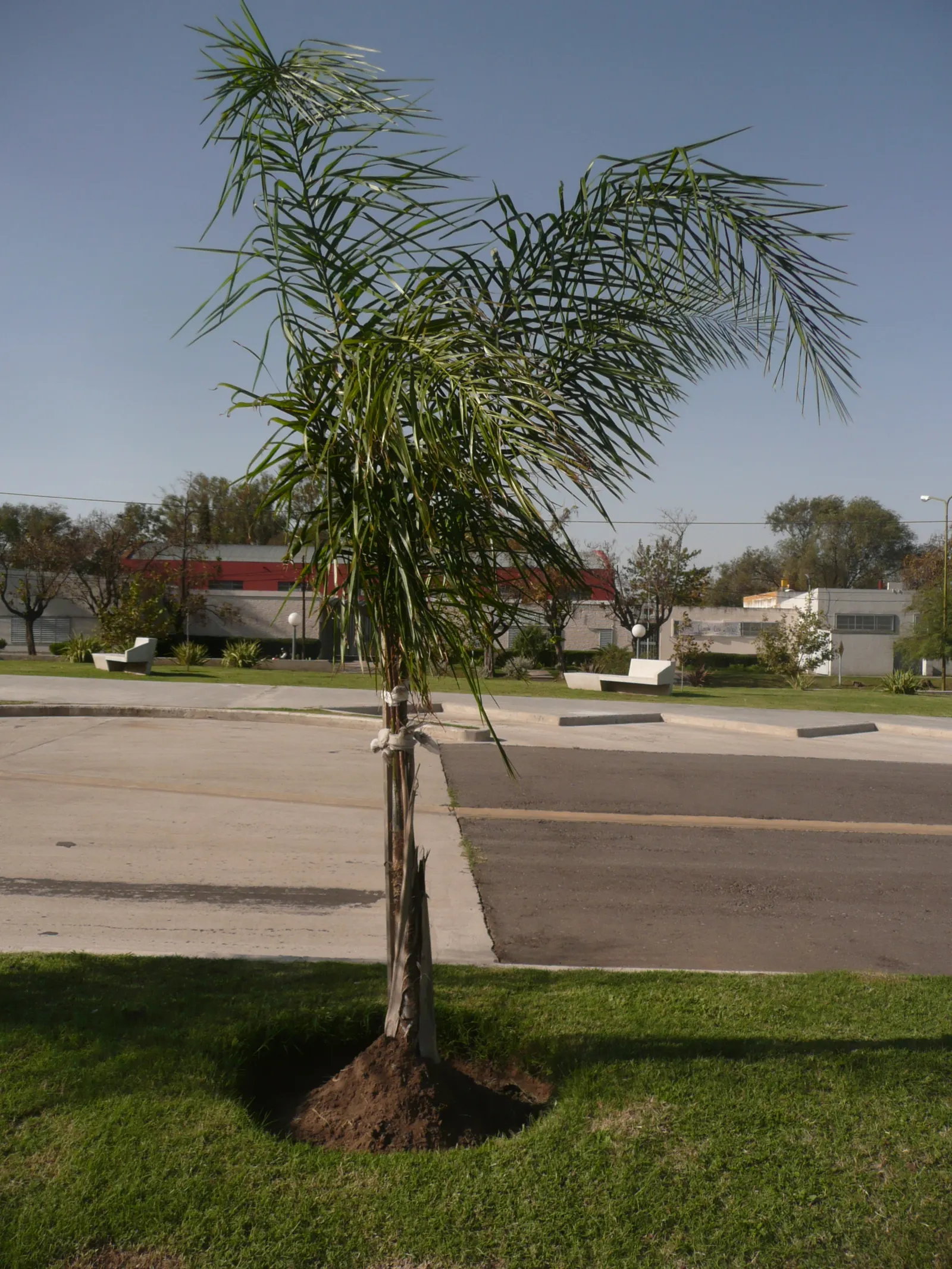 Queen Palm (Syagrus Romanzoffiana) — scientifically designated as Syagrus romanzoffiana; contributing to the plant's lush aesthetic