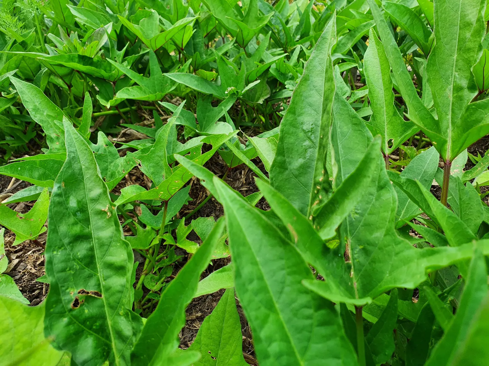 Sweet Potatoe Vine (Ipomoea Batatas) — The vibrant foliage varies from deep purple to lime green, adding a tropical flair to any landscape design, image 51