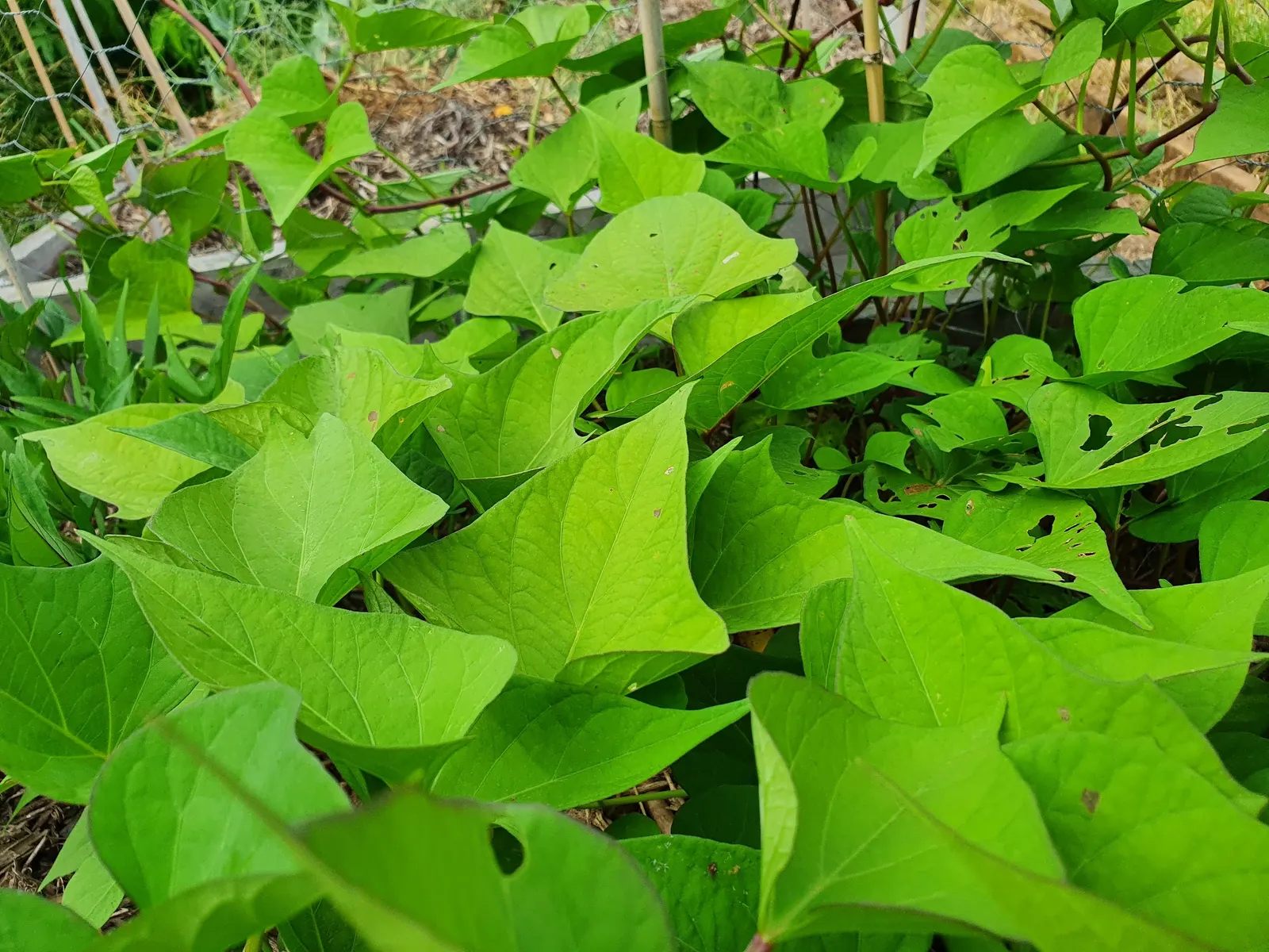 Sweet Potatoe Vine (Ipomoea Batatas) — making it an excellent choice for both ground cover and container gardening